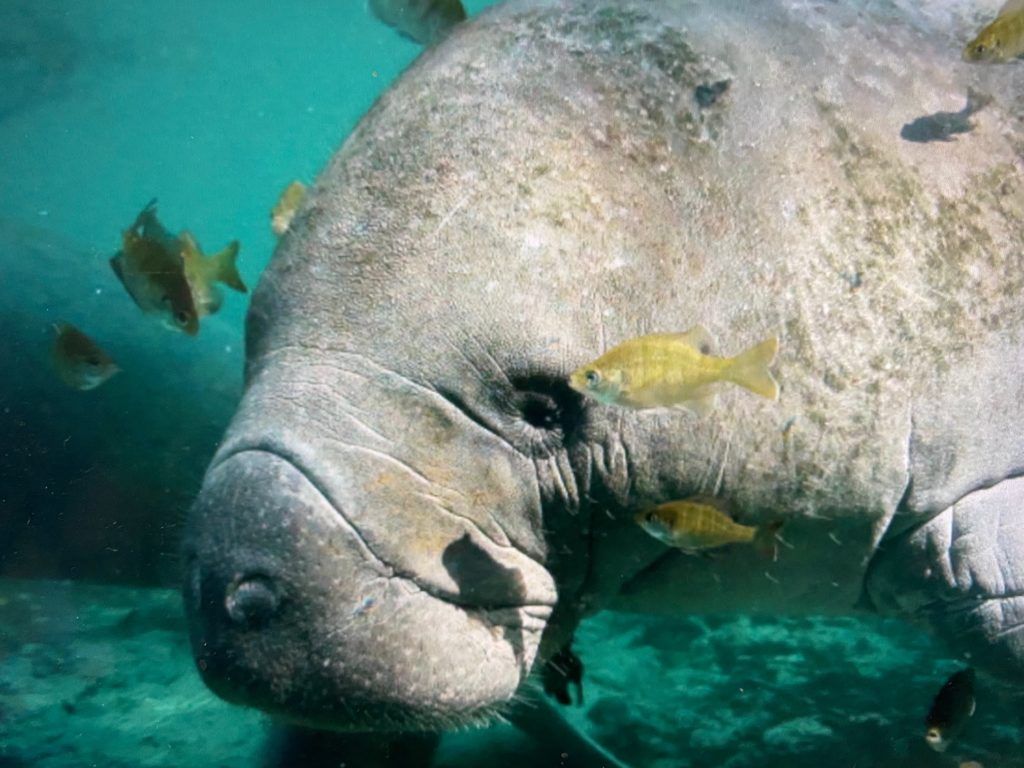 1024x768 Manatee, Sea Cow, Which One?