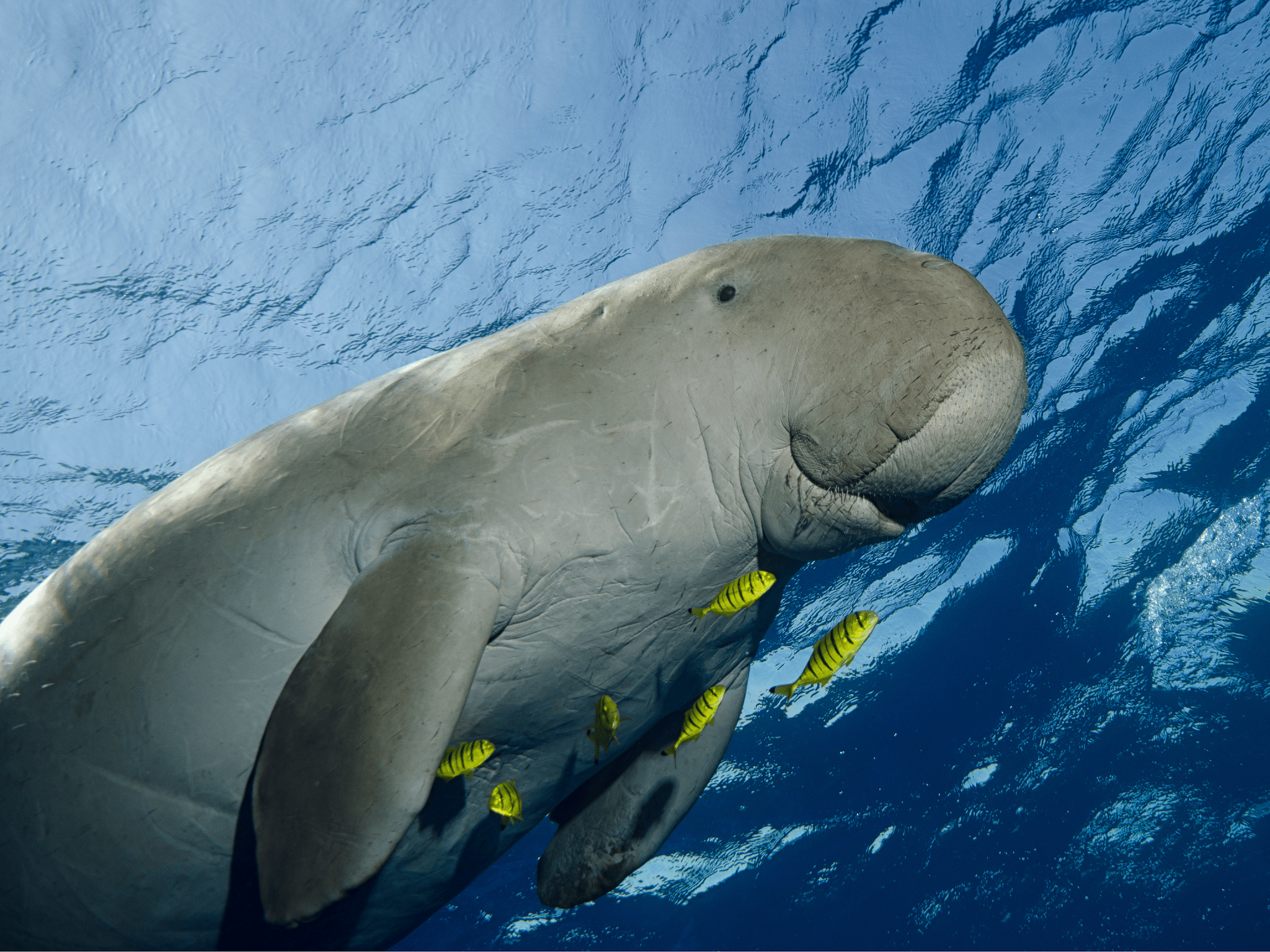 2048x1536 FOSSIL HUNTRESS: DUGONG: SEA COW
