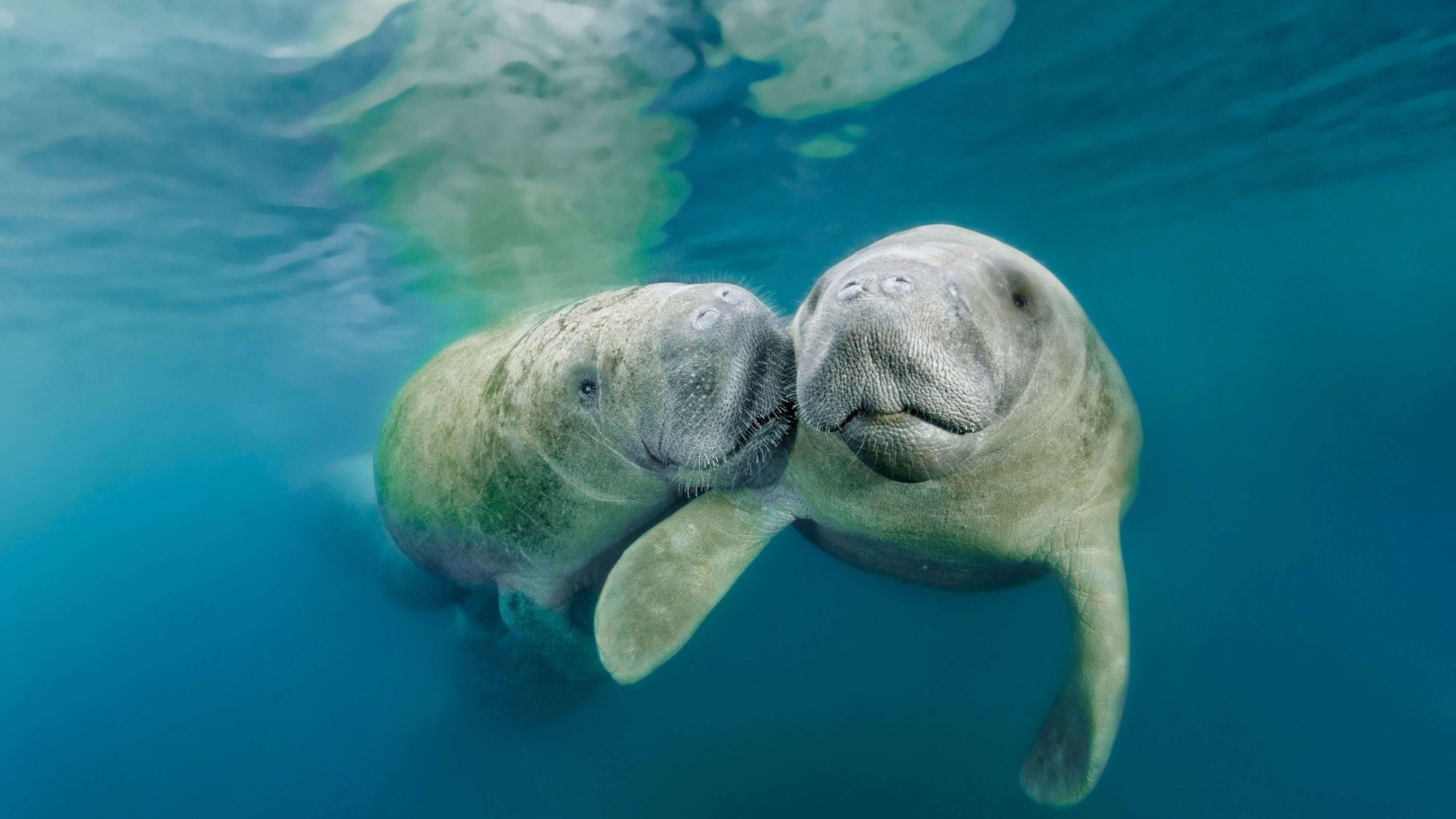 2000x1125 Gentle Giants: HD Manatee Duo Underwater Wallpaperx1125