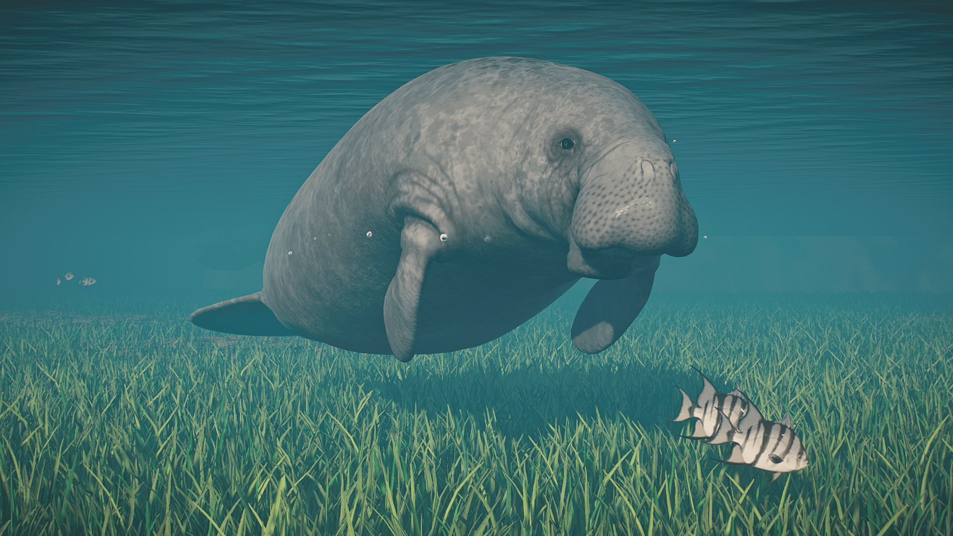 1920x1080 Love the Sea Cows