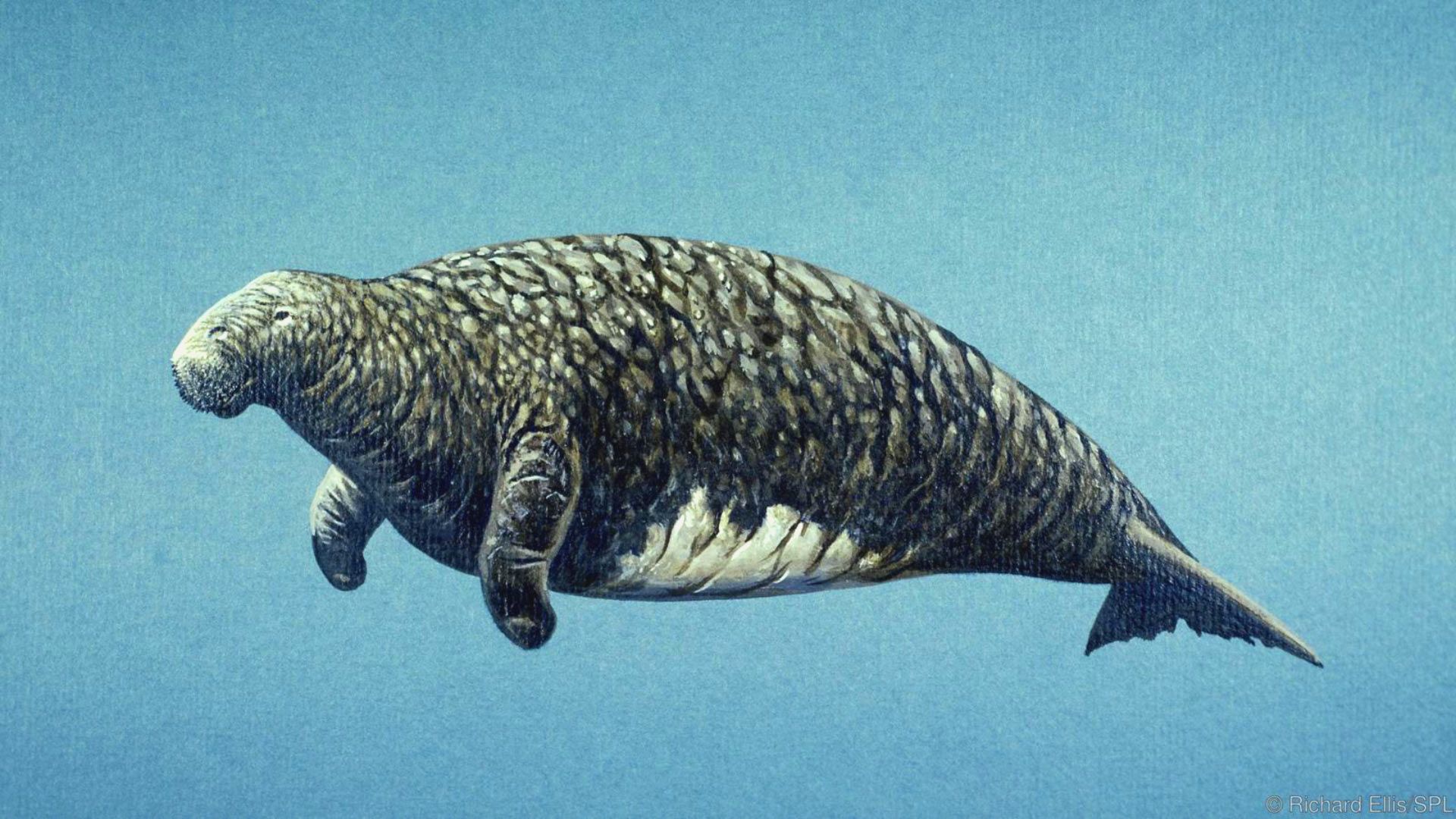 1920x1080 Genetic Secrets of Steller's Sea Cow Revealed