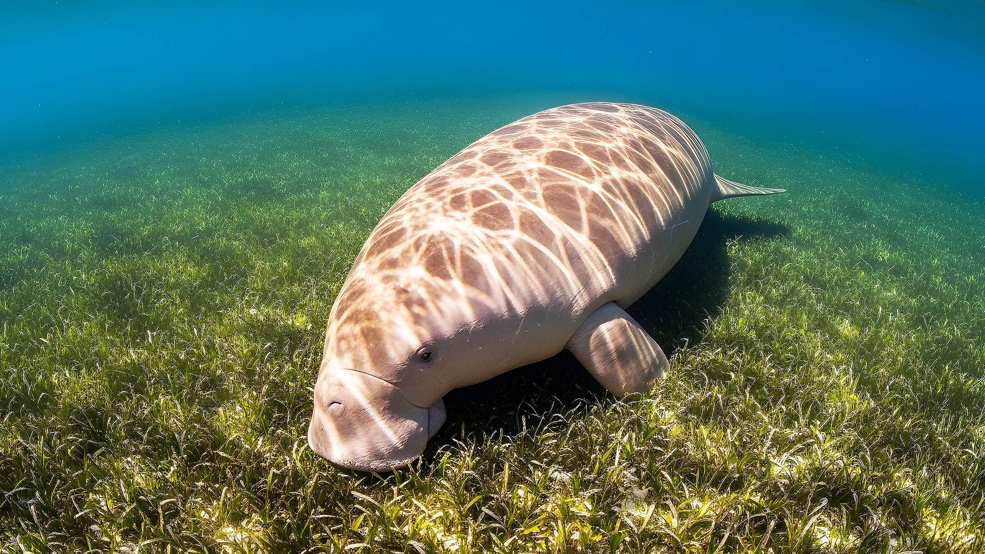1920x1080 Sea cows have maintained seagrass meadows for over 20 million years
