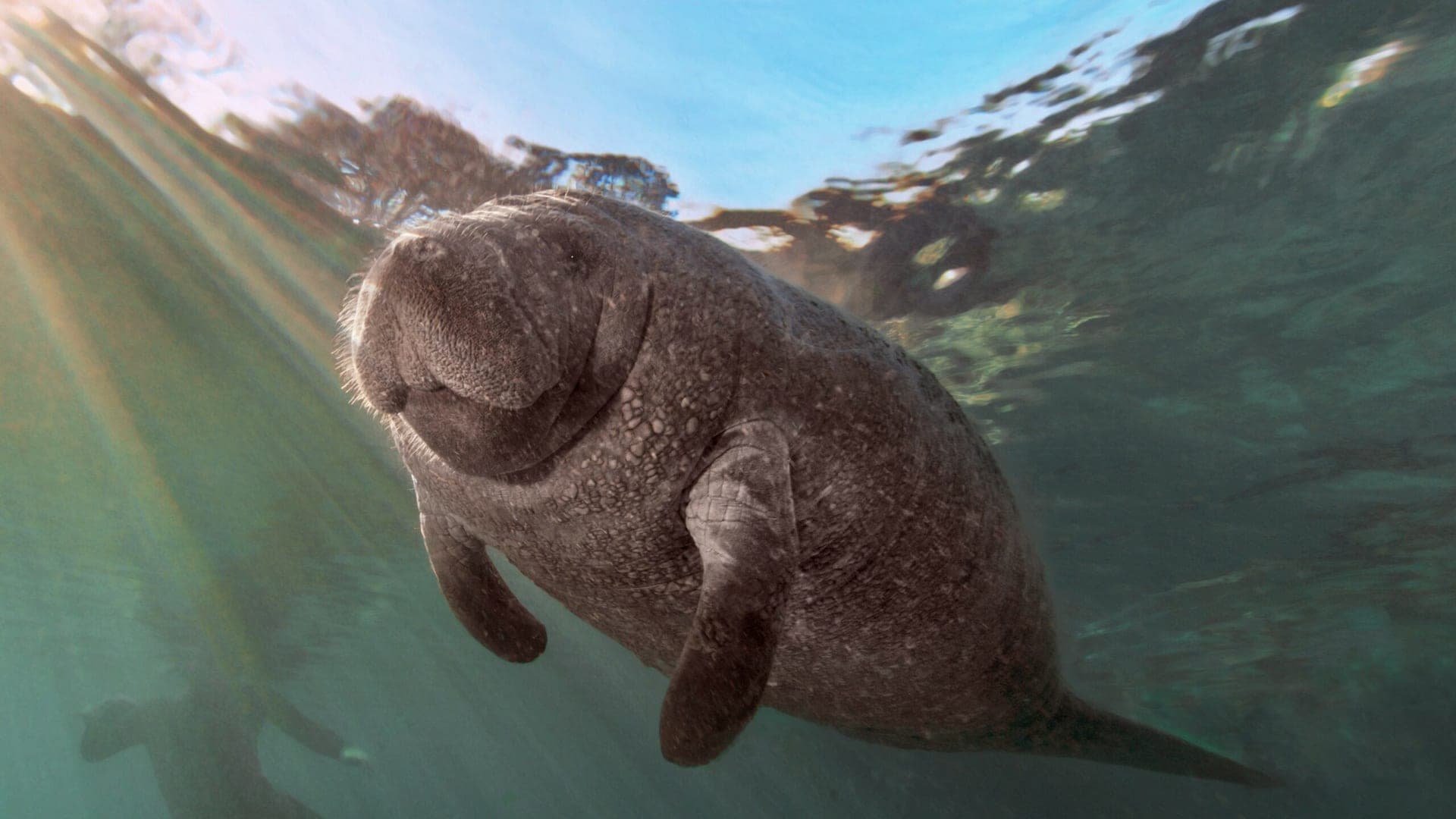 1920x1080 Tracking manatee evolution over 47 million years