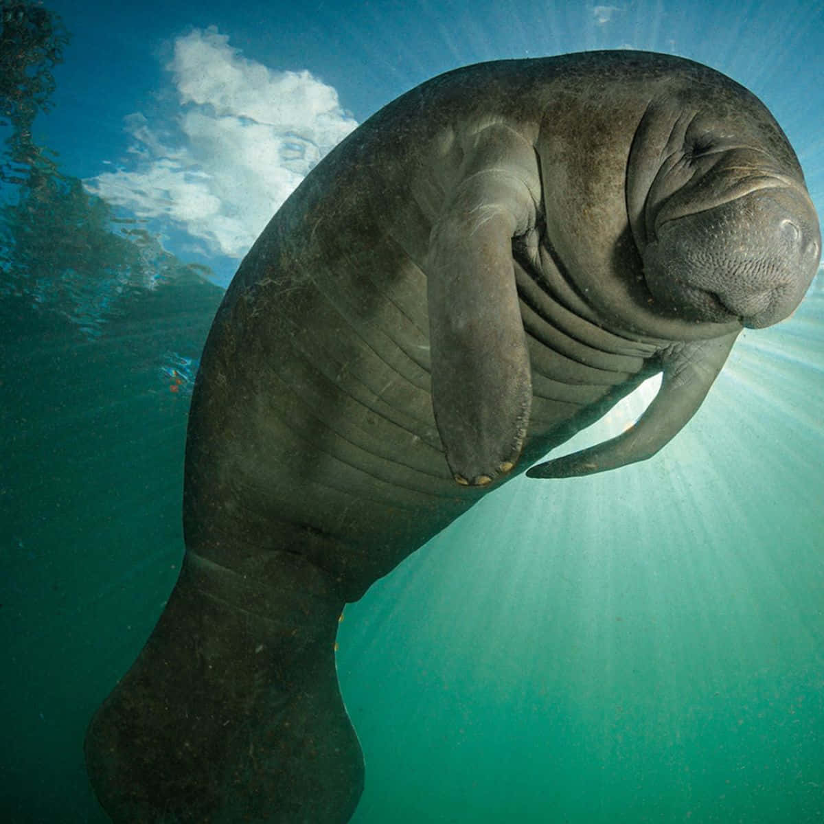 1200x1200 Download A Serene Encounter with a Dugong in the Ocean Depths Wallpaper