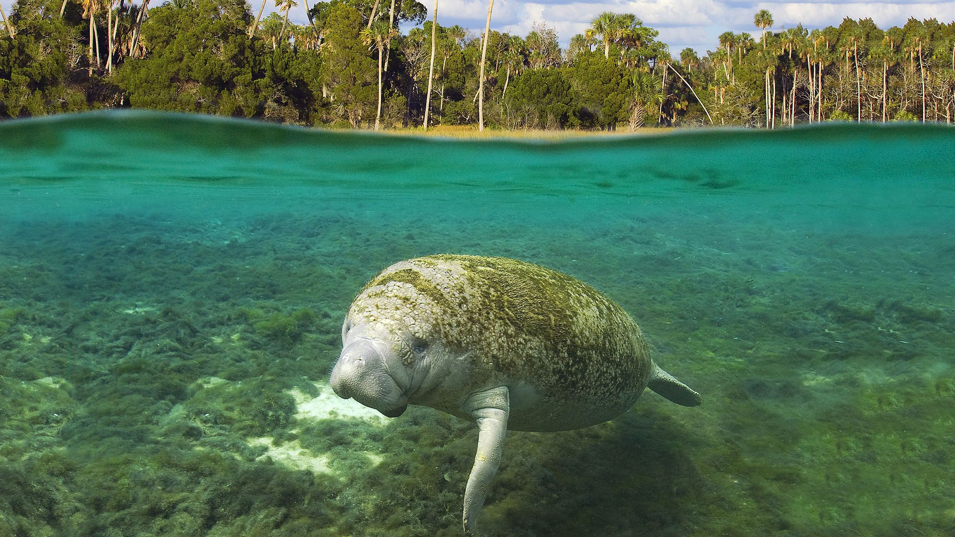 1920x1080 Sea Cow Wallpaper
