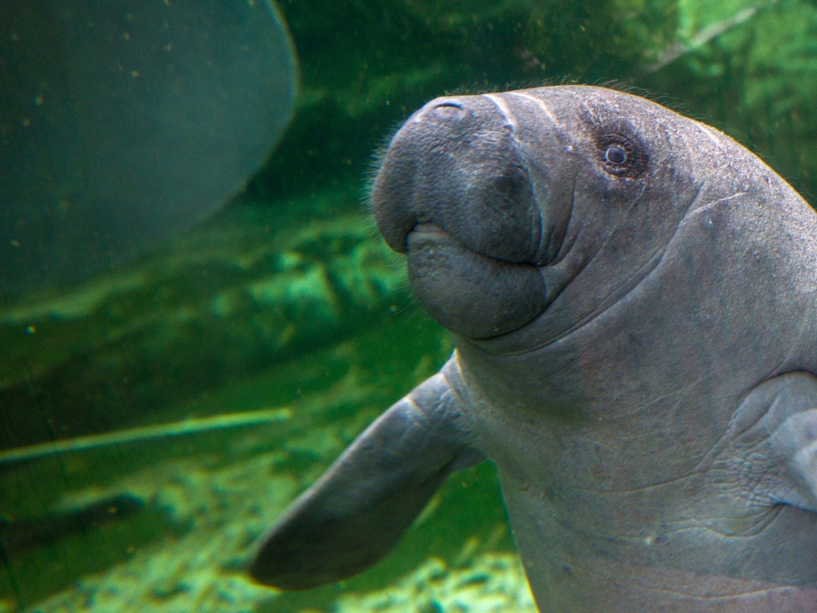 1600x1200 Here's how scientists use Google's machine learning to protect sea cows