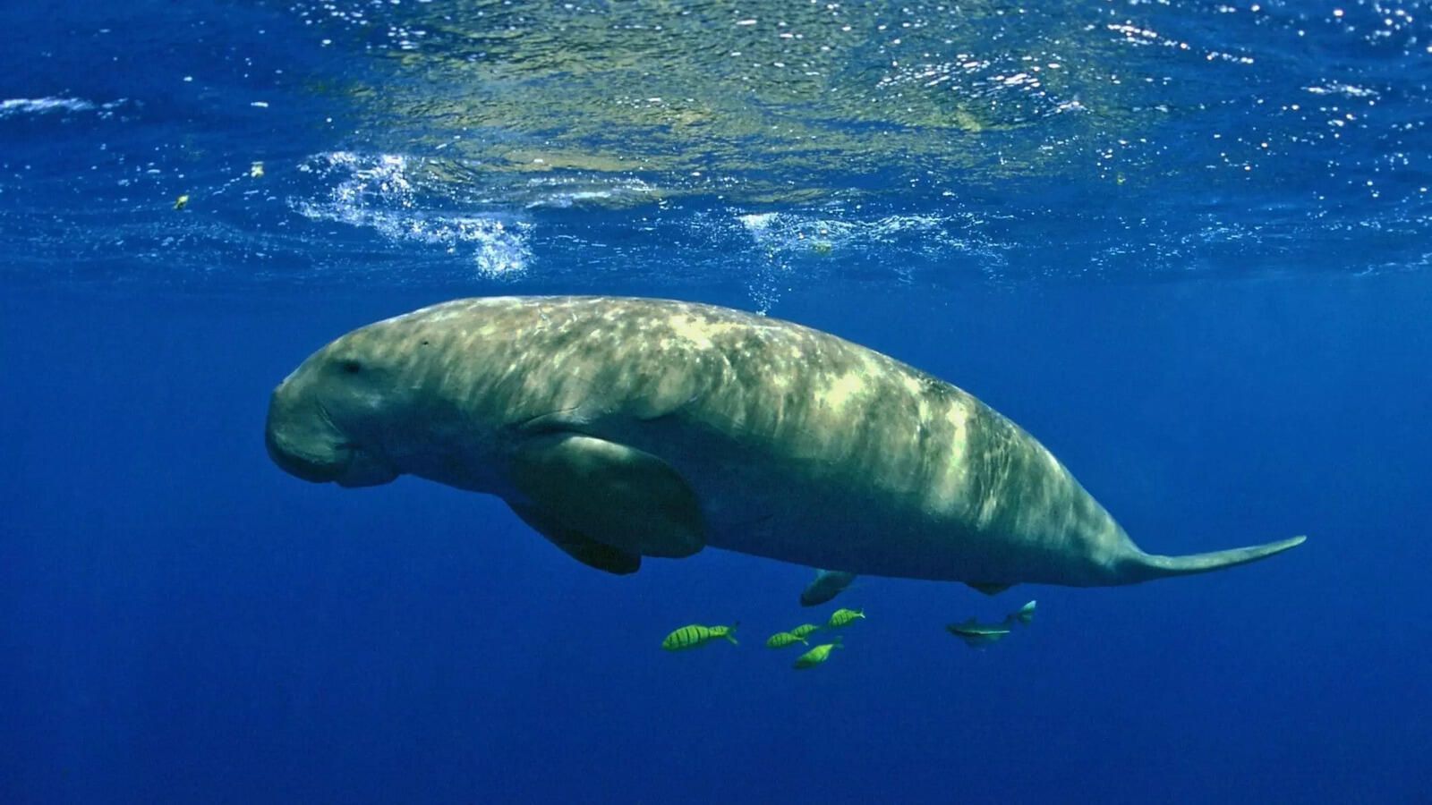 1600x900 Sea cow: Dugong: Sea cow that inspired mermaid tales declared extinct in China Economic Times