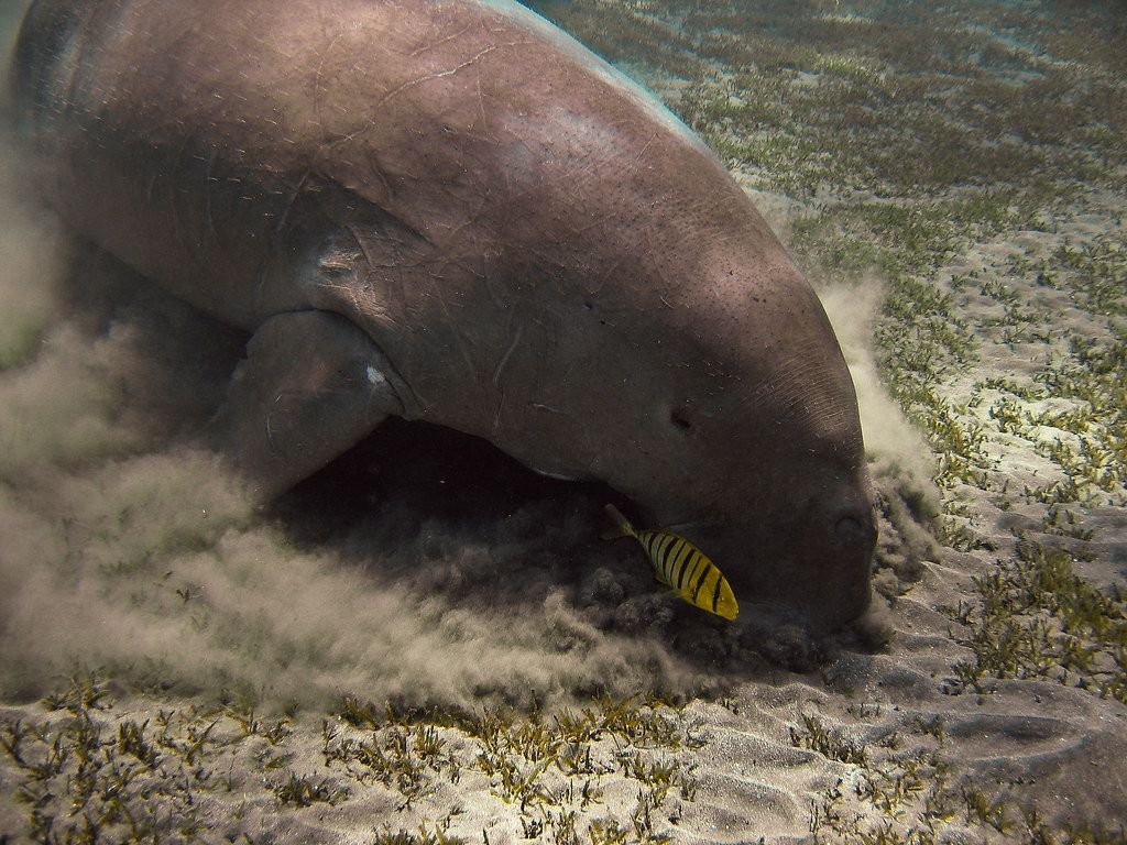 1024x768 Dugong / Sea cow. We were so lucky to find a Dugong Sea Co