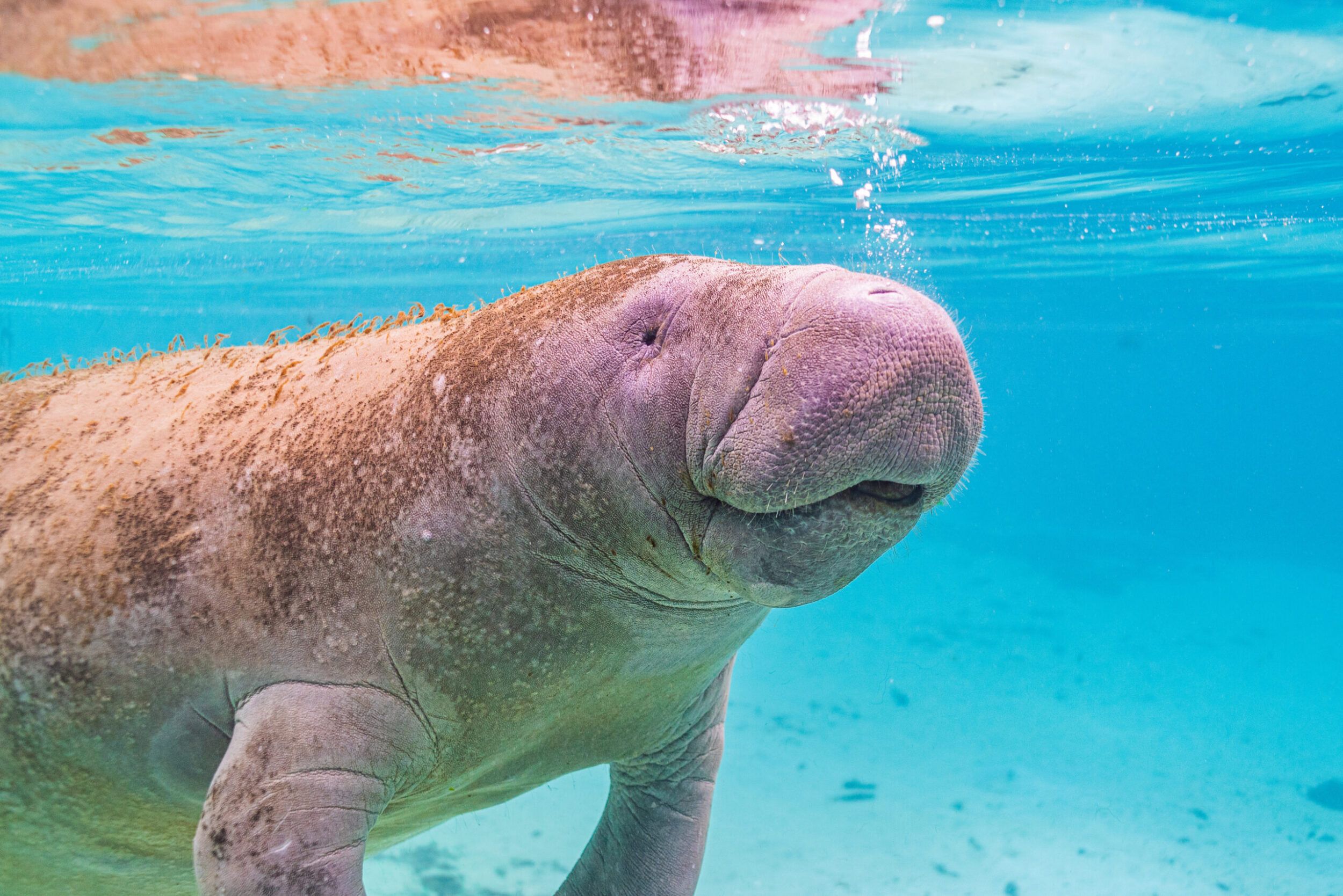 2500x1669 Manatee Appreciation Day: How to Show Appreciation for Manatees Today!