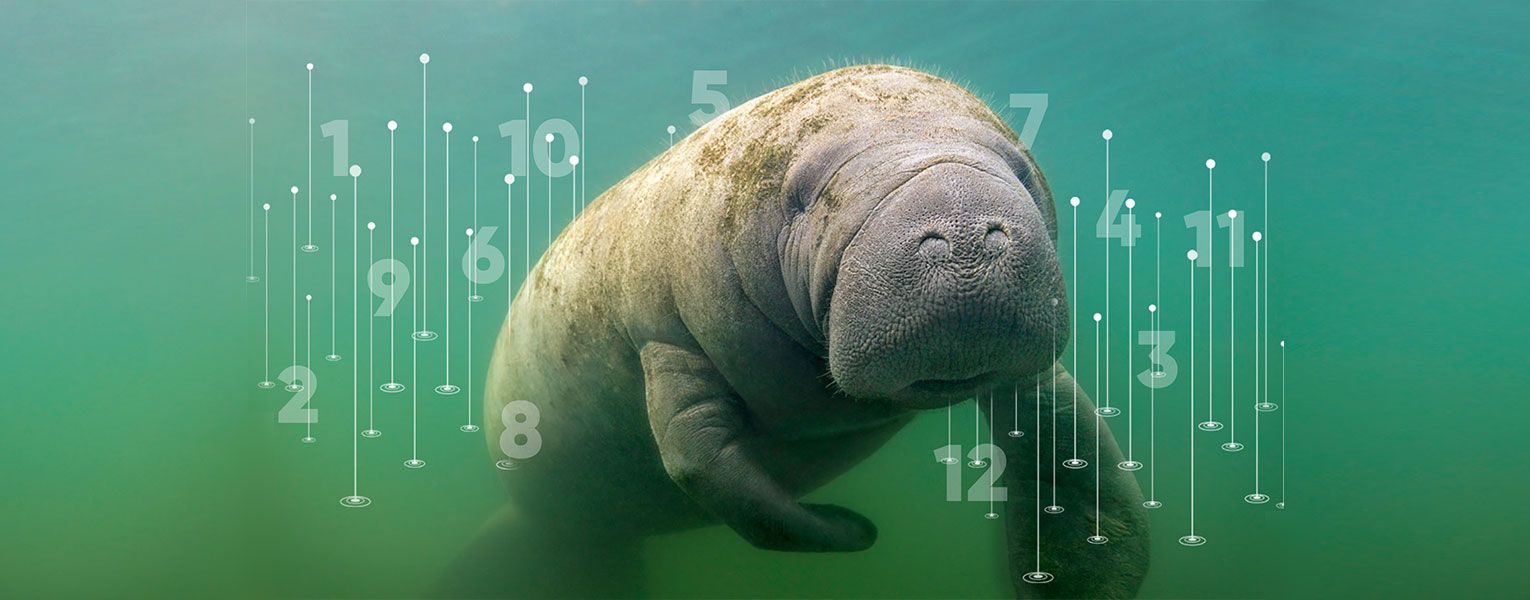 1530x600 Saving Sea Cows. Florida Atlantic University
