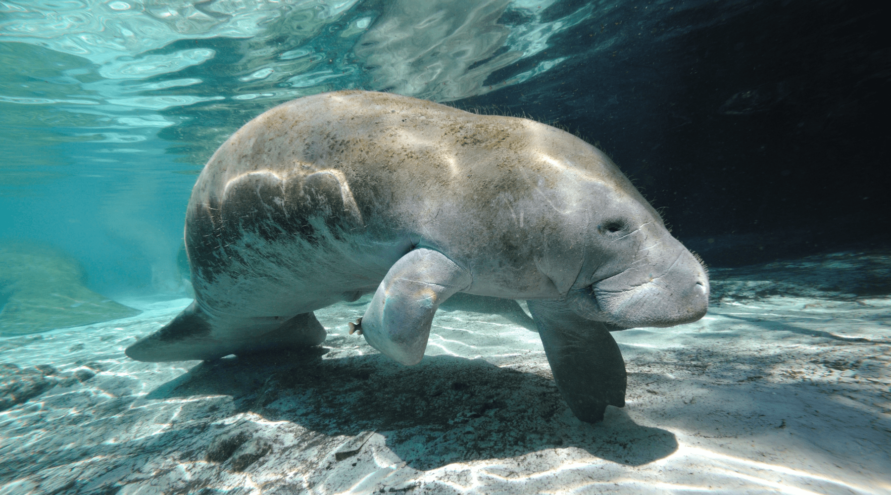 1800x1000 Manatee Fun Facts