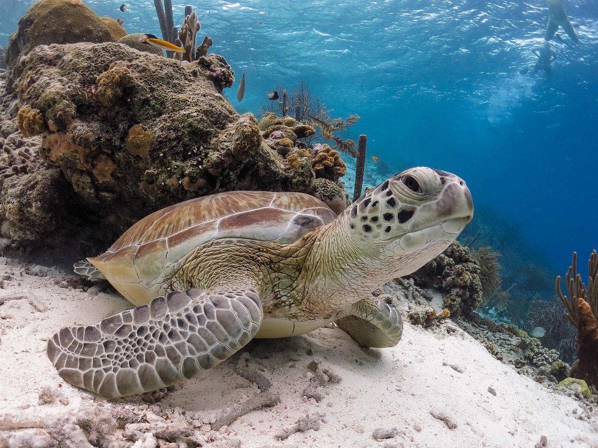 1200x900 Sea Cow Snorkeling Bonaire You SHOULD Know Before Going (2026 Reviews)