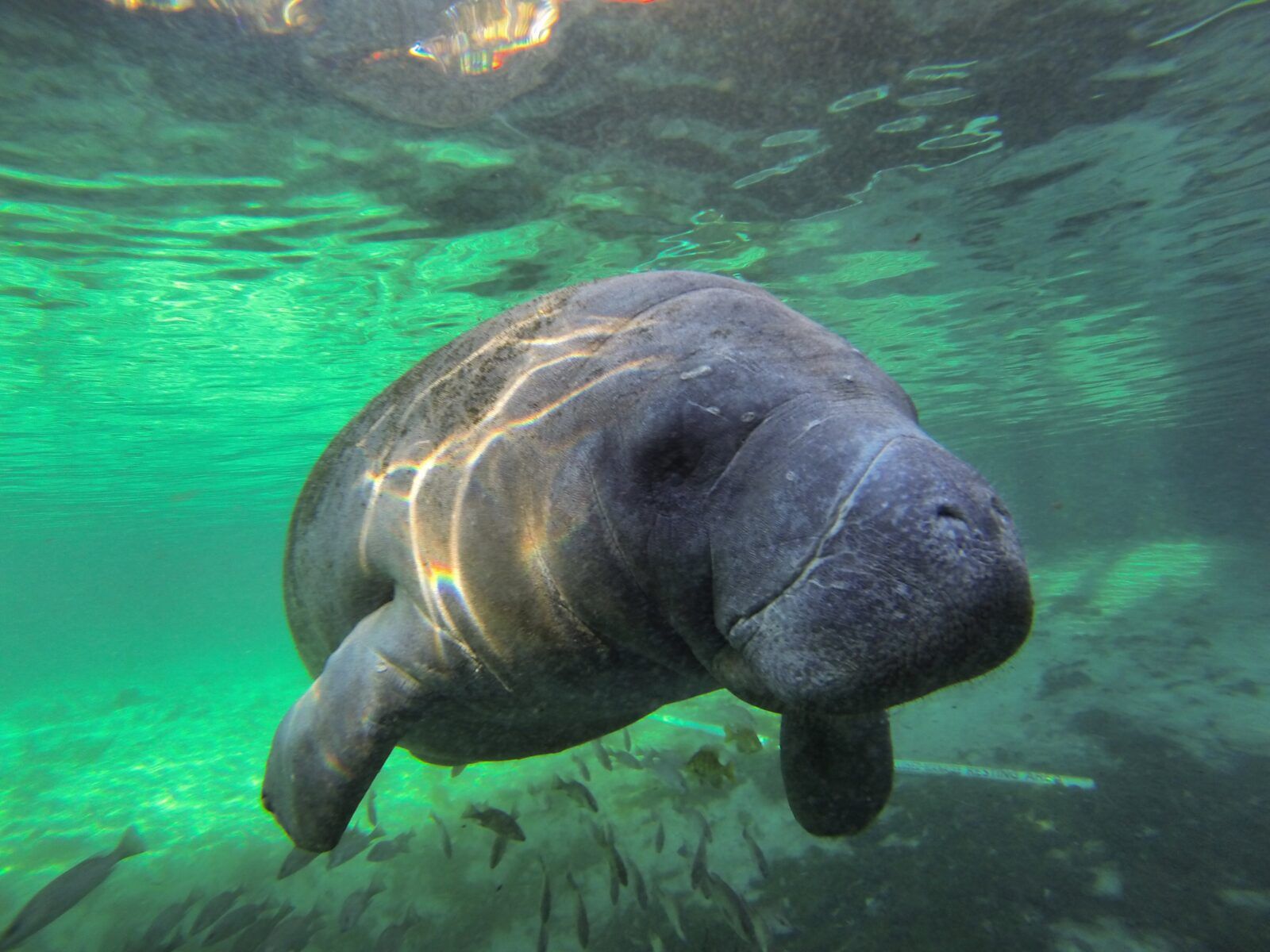 1600x1200 Happy Manatee Appreciation Day! National Wildlife Federation Blog