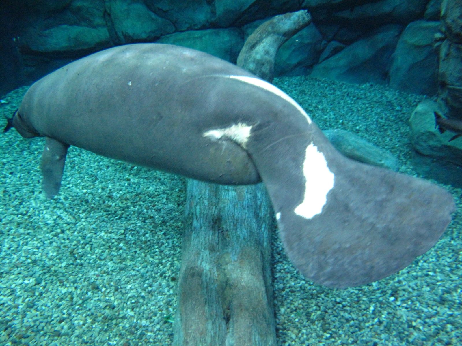 1600x1200 Sea Cow Shuffle At The Cincinnati Zoo Zoo & Botanical Garden