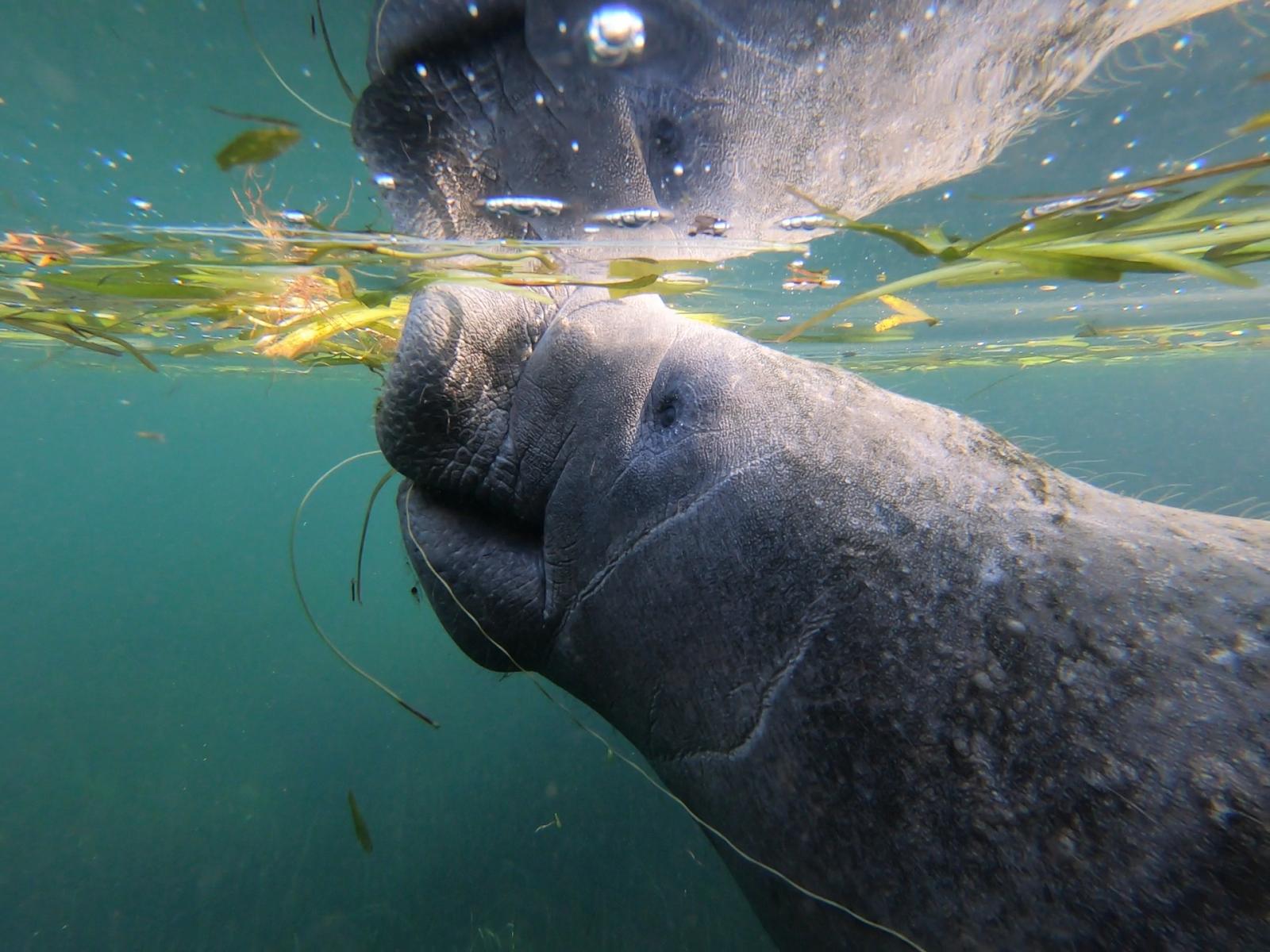 1600x1200 MSU scientist discovers manatees are not just cruisin' the coast. Mississippi State University