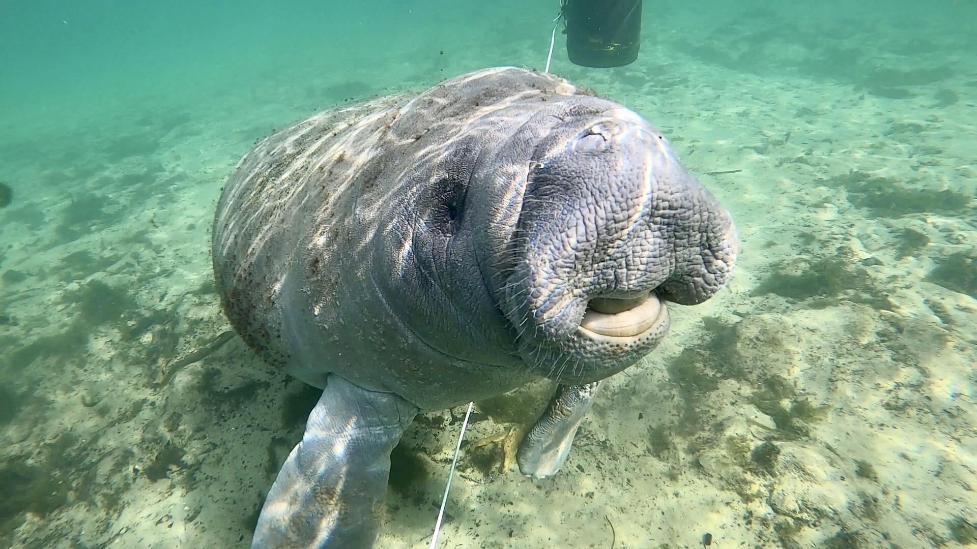 1920x1080 Here's a happy little Florida manatee!