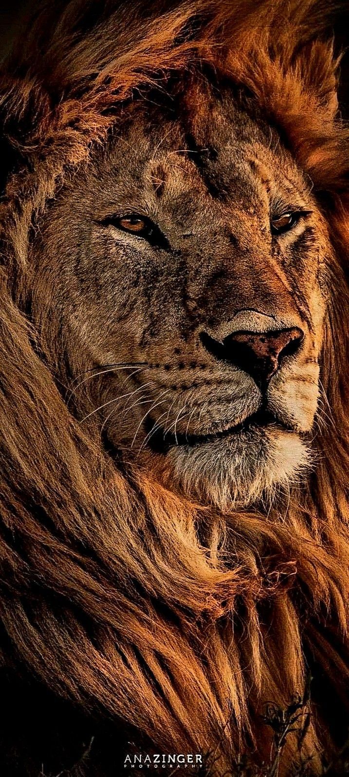717x1593 Barbary lion wallpaper. African lion wallpaper, Lion 4k wallpaper, King lion