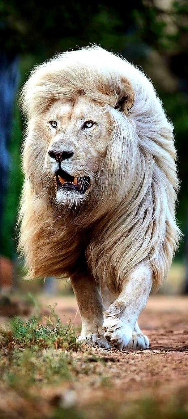 608x1350 Barbary lion