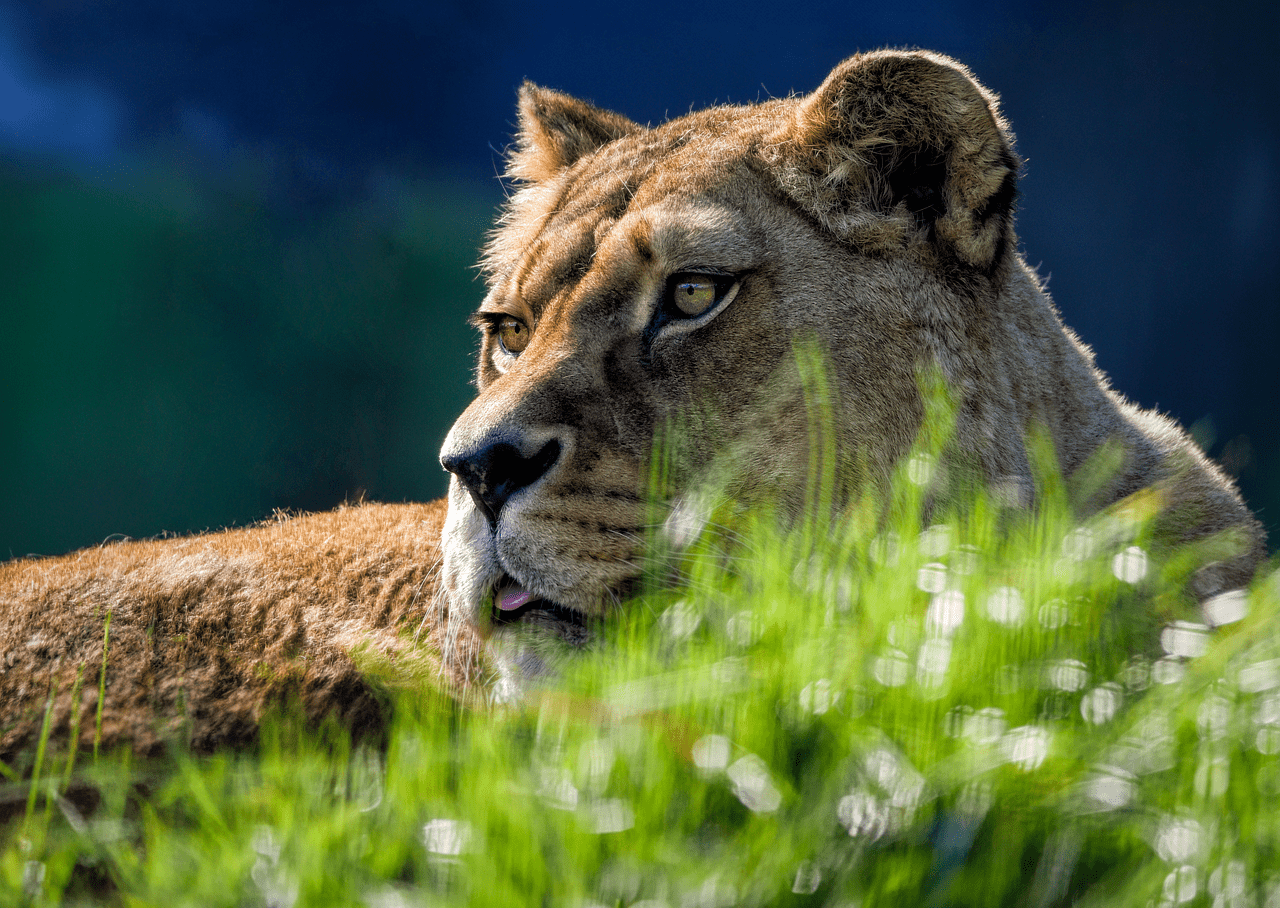 1280x908 Free Barbary Lion & Nature Image