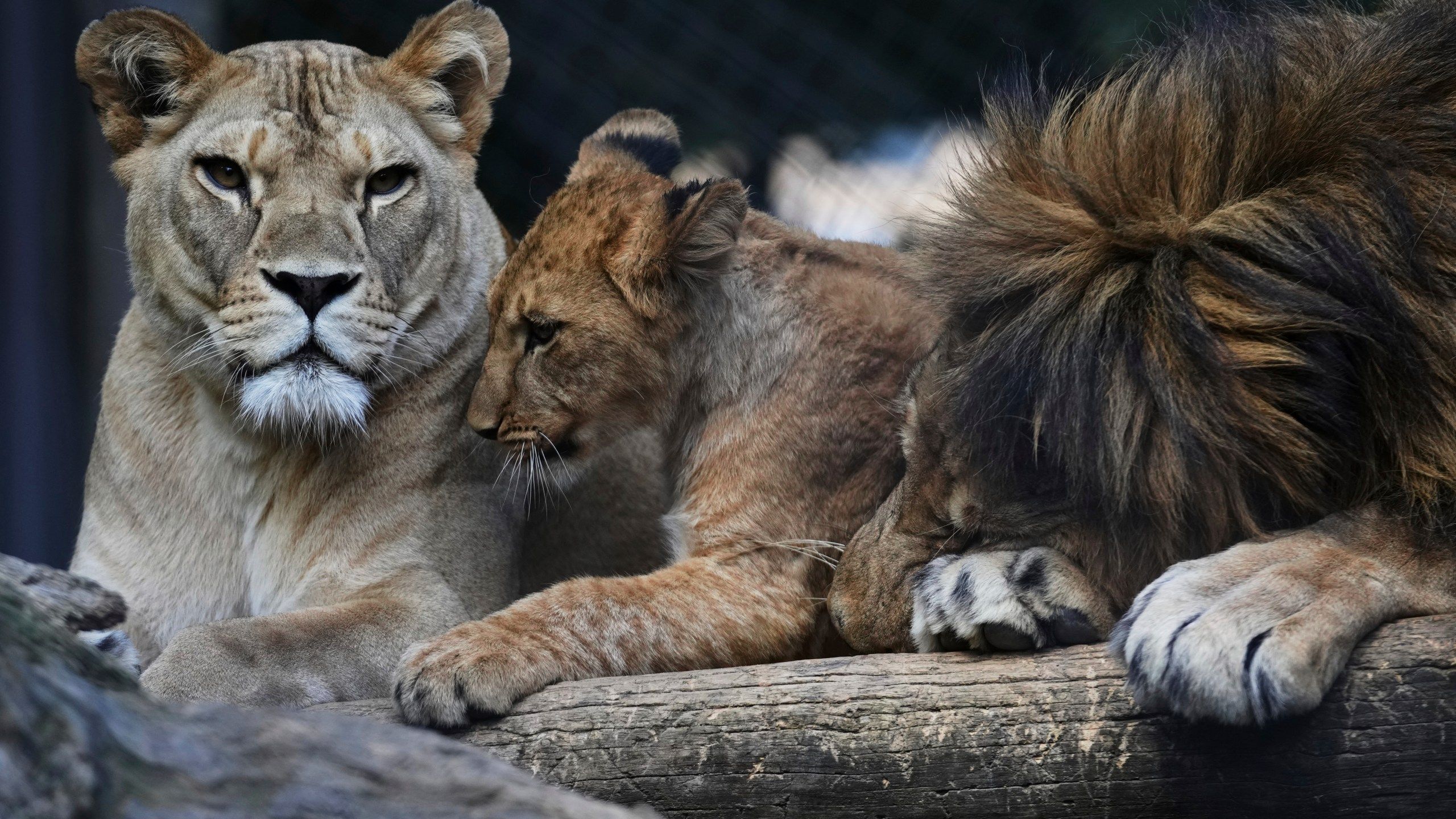 2560x1440 Czech zoo welcomes 4 rare Barbary lion cubs whose population is extinct in the wild