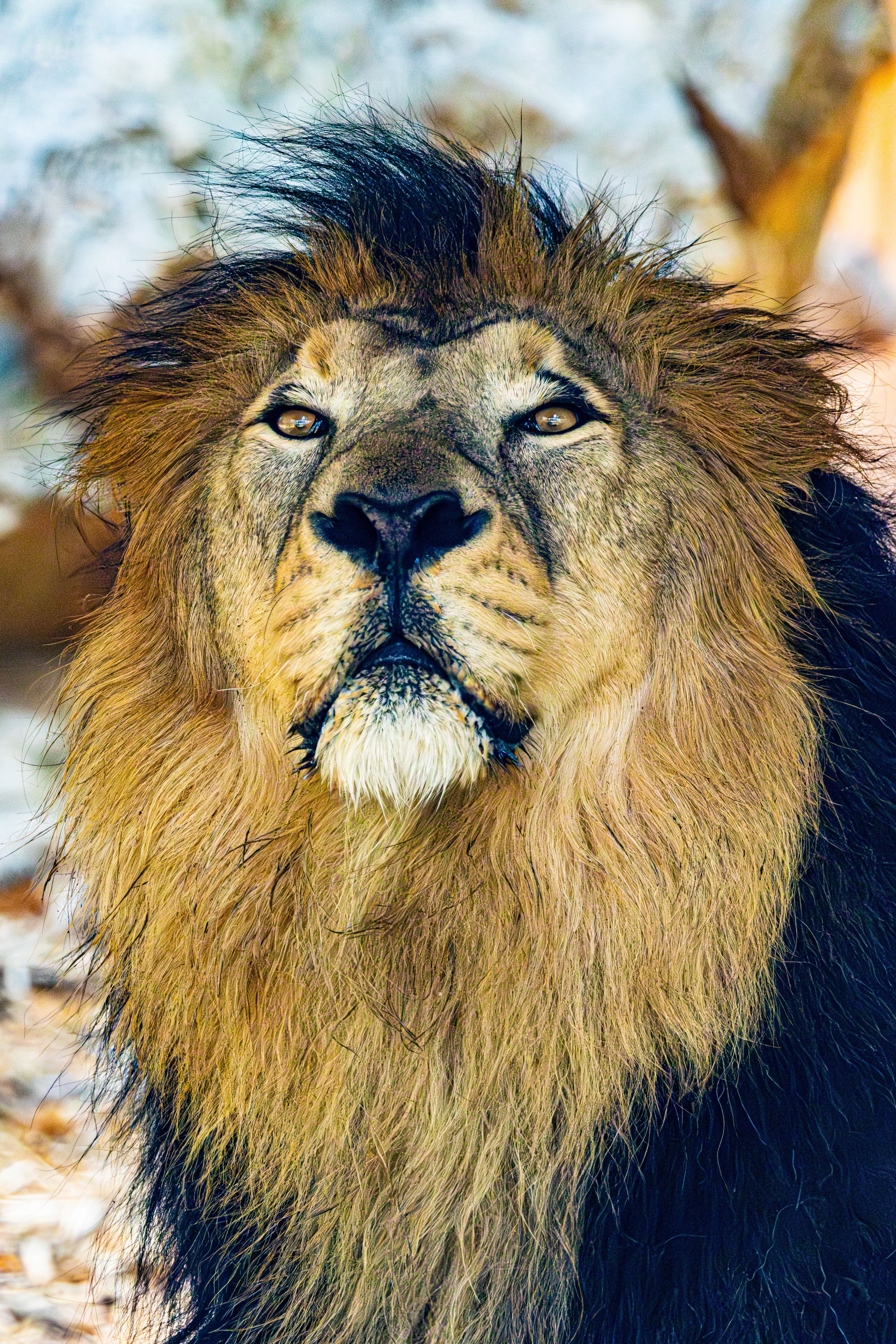 3563x5345 Barbary Lion Photo, Download The BEST Free Barbary Lion & HD Image