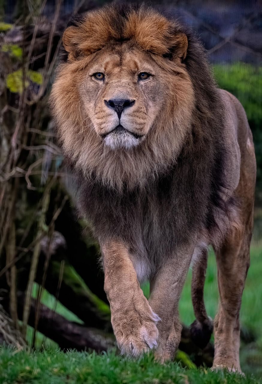 874x1280 Portrait of majestic male lion Photo