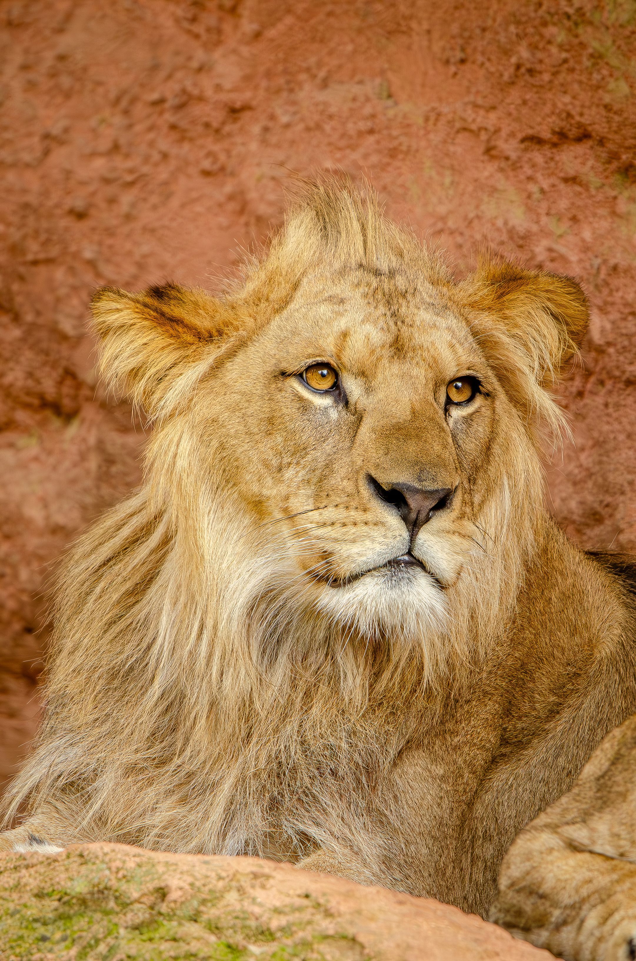 2162x3264 Barbary Lion Photo, Download The BEST Free Barbary Lion & HD Image