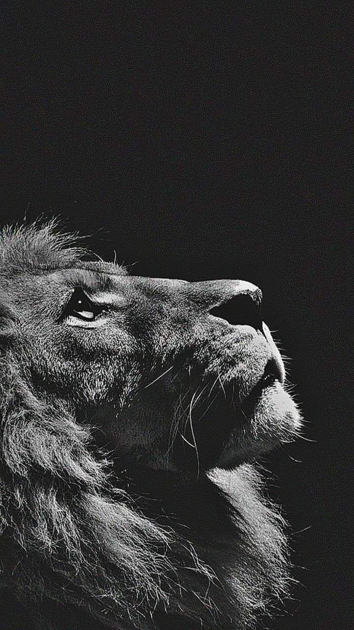 720x1280 Barbary Lion