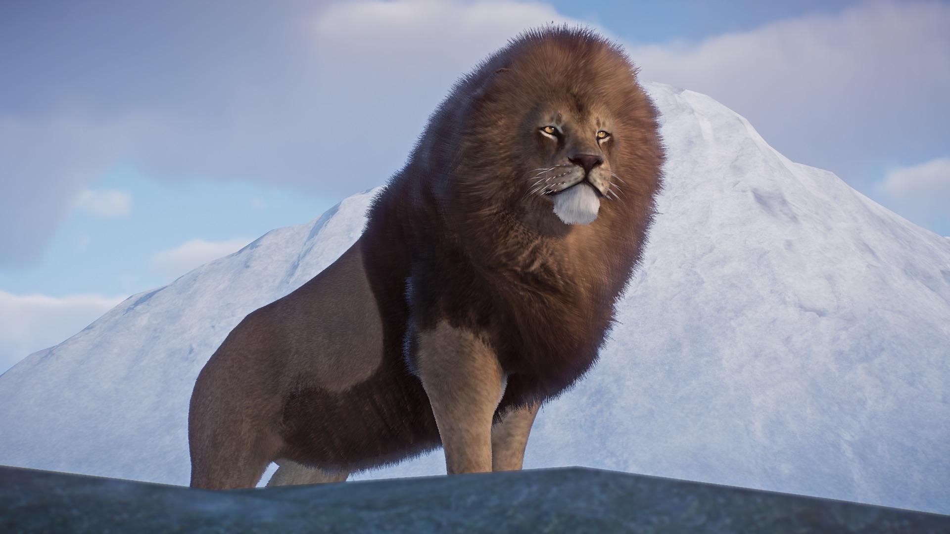 1920x1080 After 80 years of being believed to be extinct, the Barbary lion is finally back to the wild!