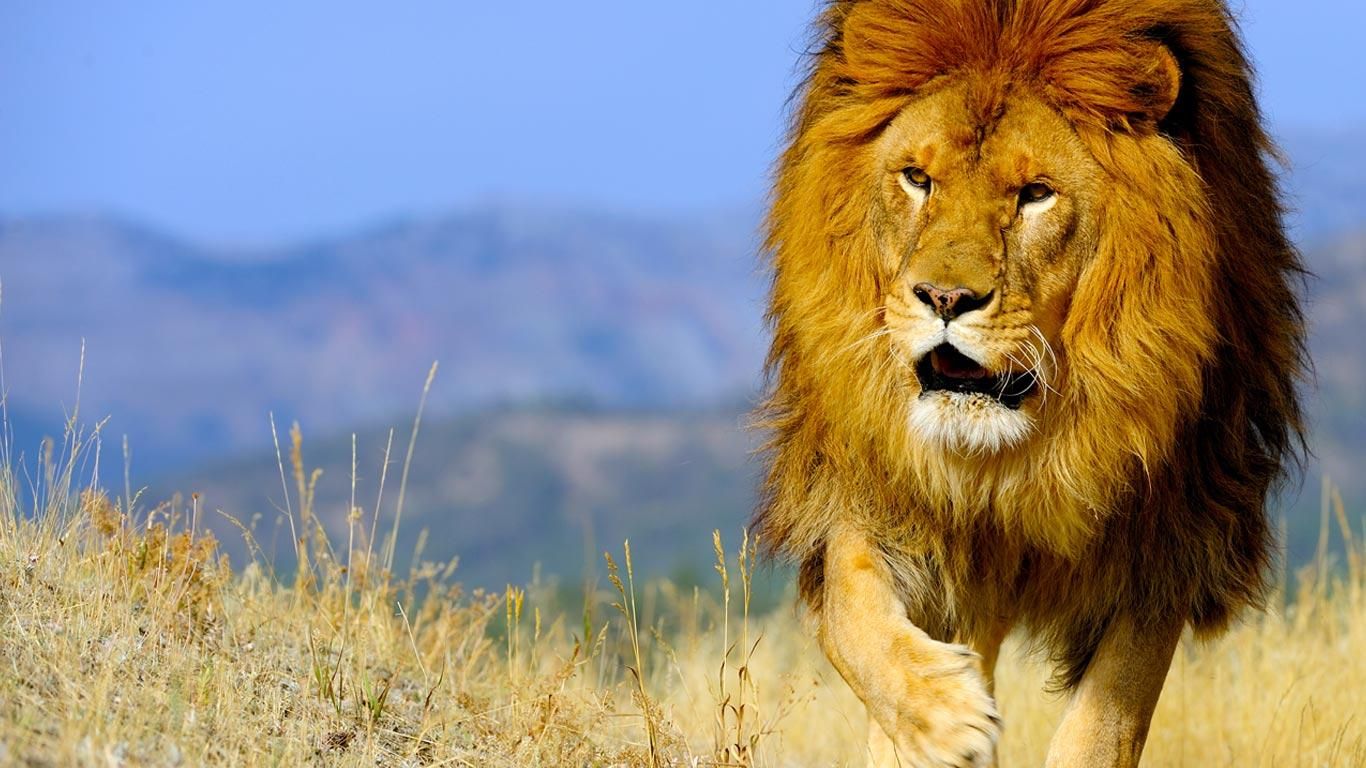 1366x768 The Barbary lion (Panthera leo leo)