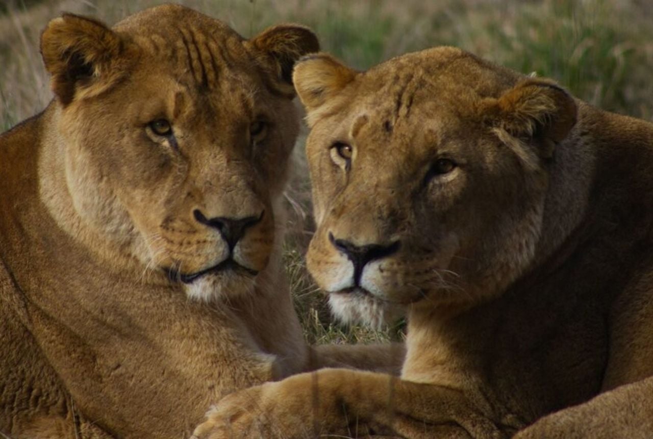 1280x862 Barbary Lions: Rare species extinct in the wild is growing again in captivity