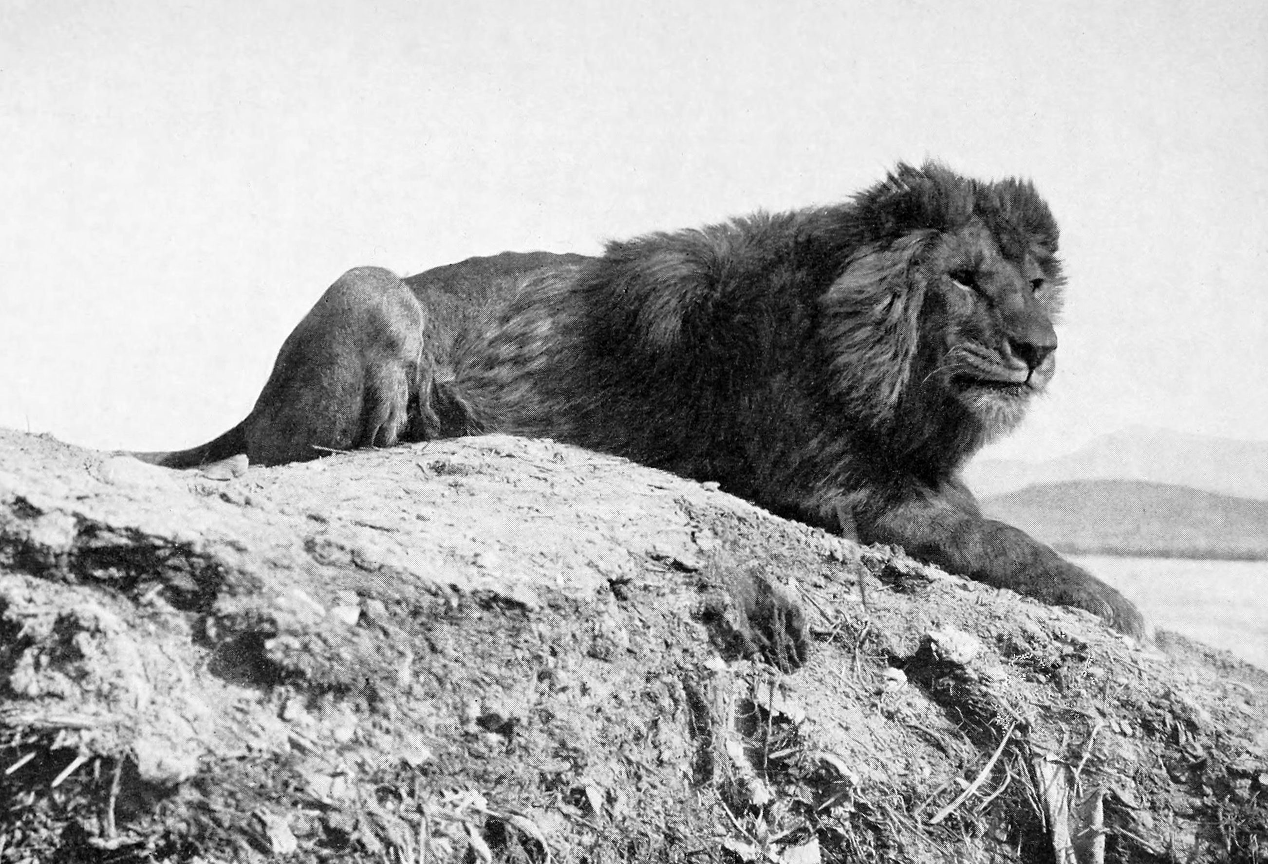 2604x1776 Barbary lion