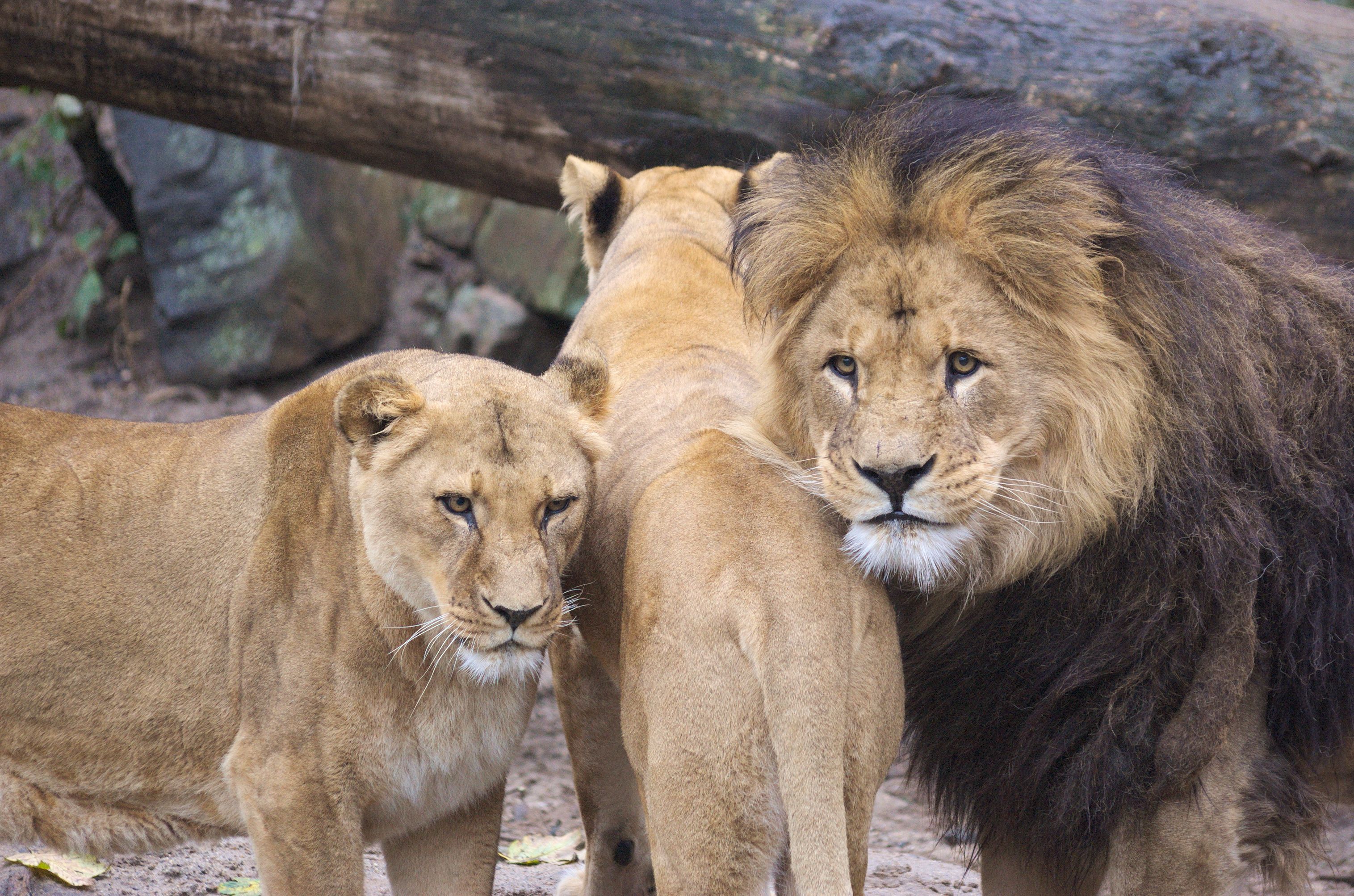 3031x2006 Barbary Lion Photo, Download The BEST Free Barbary Lion & HD Image