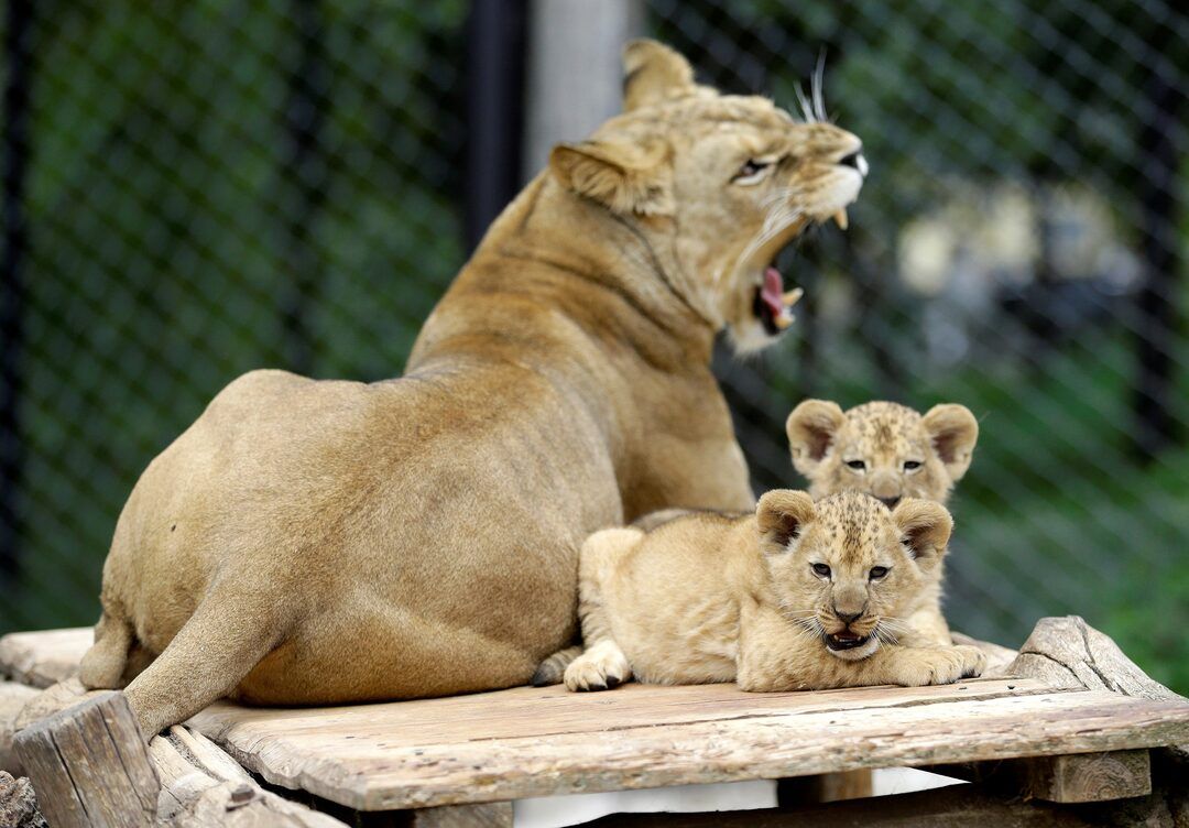 1080x752 Rare Barbary lion cubs make their debut at Czech Zoo
