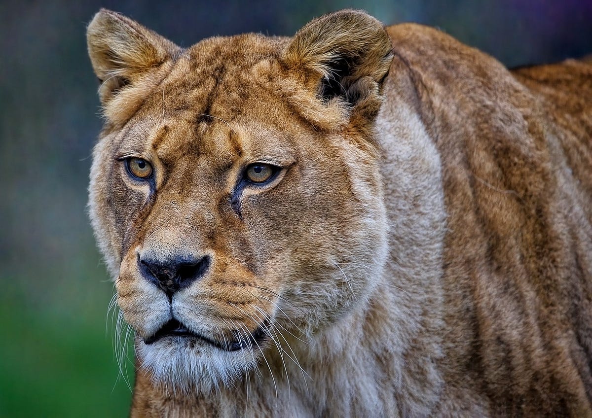 1200x848 Barbary Lion's size, strength, and death