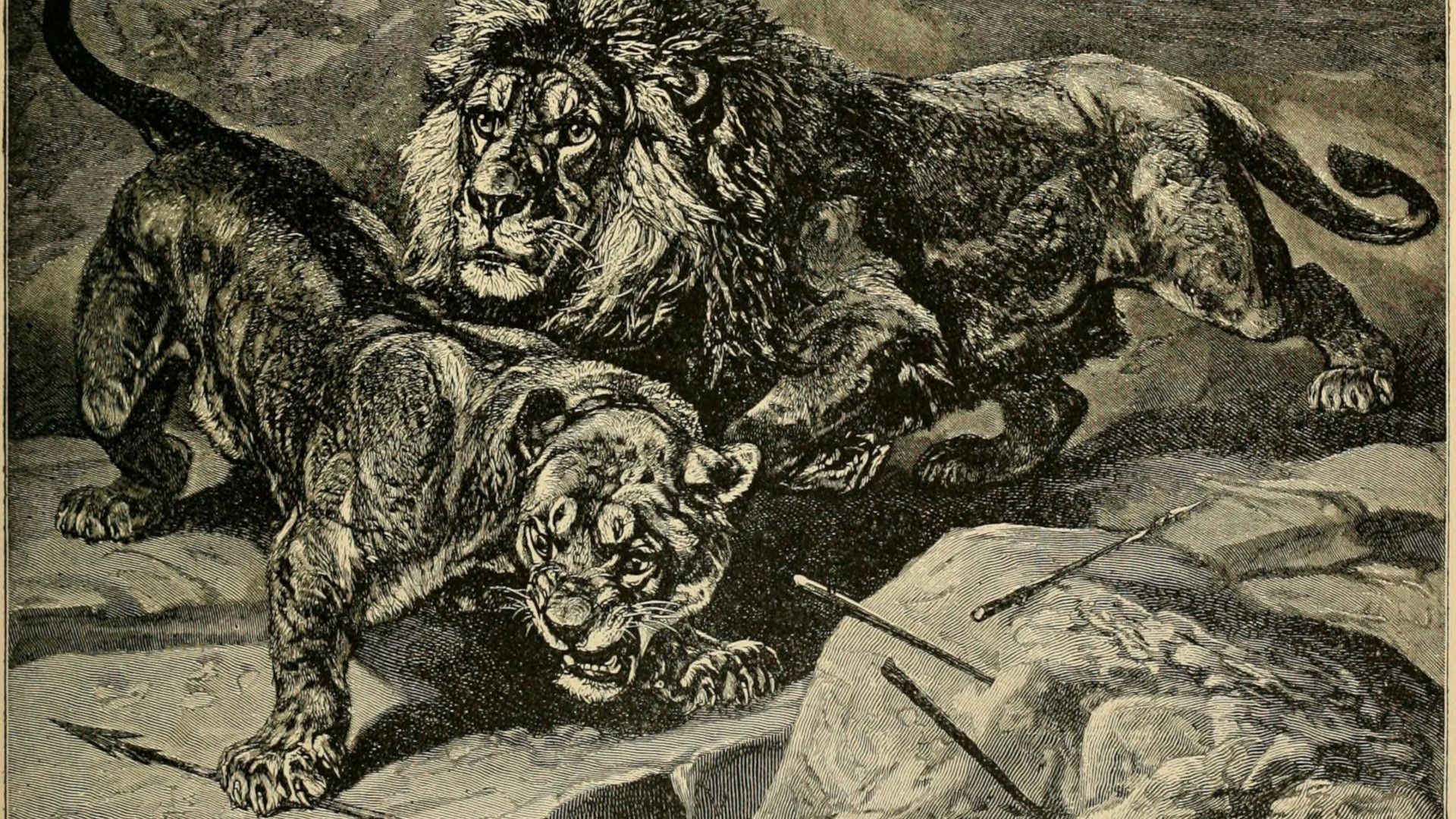 1920x1080 When Did the Fabled Barbary Lion Go Extinct? • The Revelator