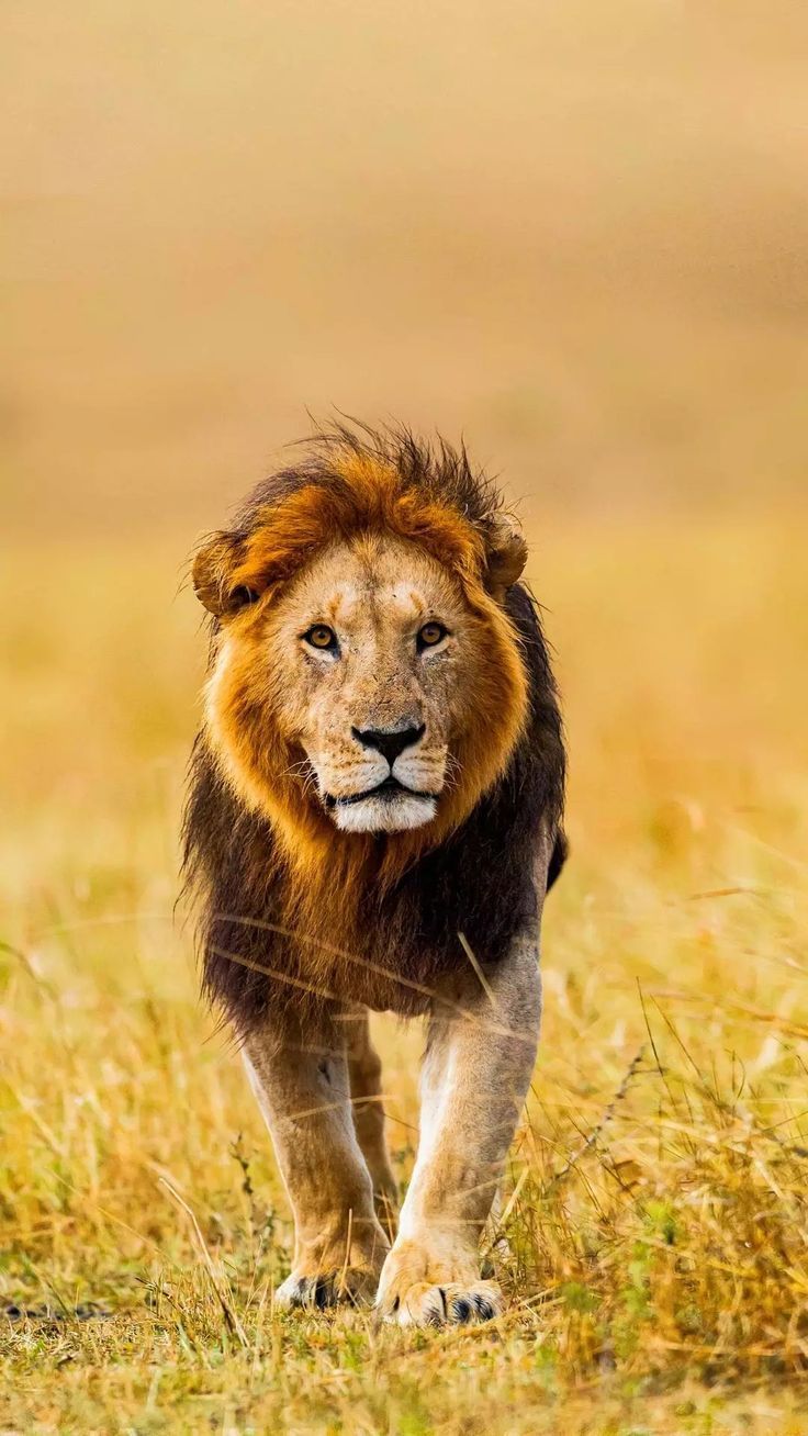 736x1308 Barbary lion Read in another language