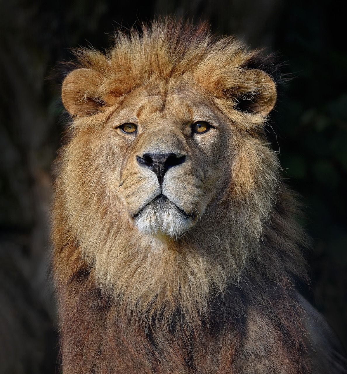 1188x1280 Male lion portrait photo