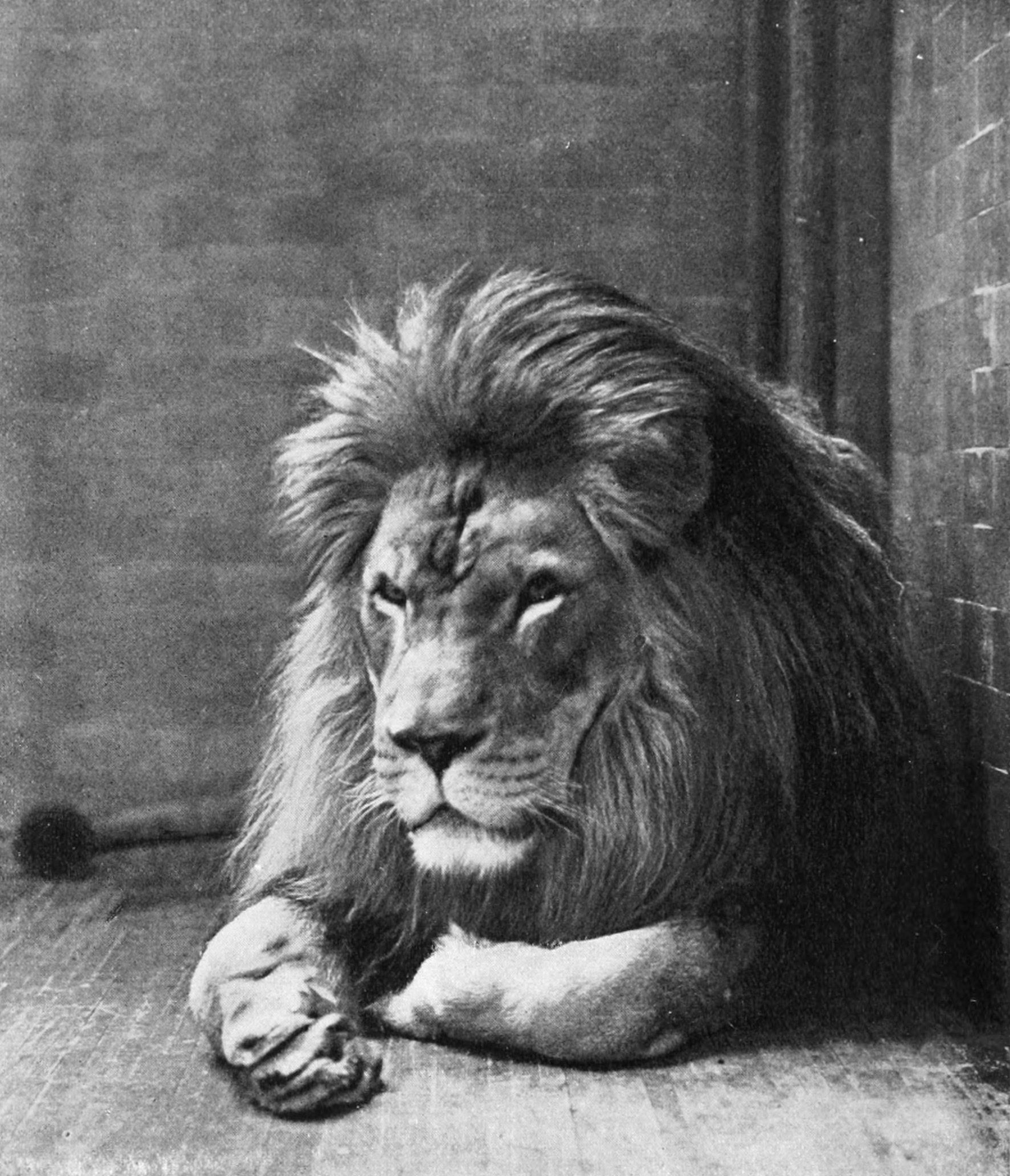 1773x2064 Sultan the Barbary