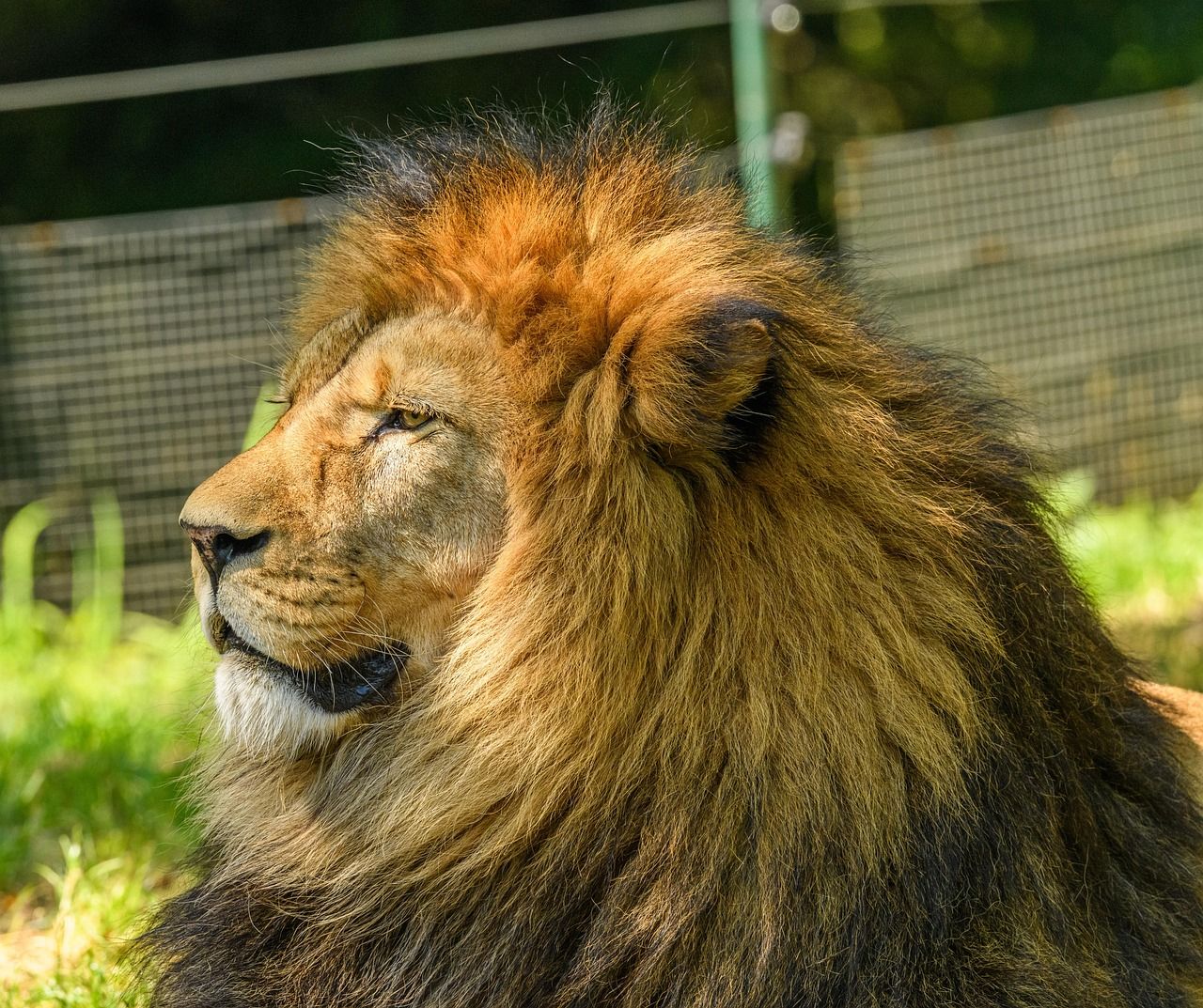 1280x1073 Lion Barbary Panthera Leo