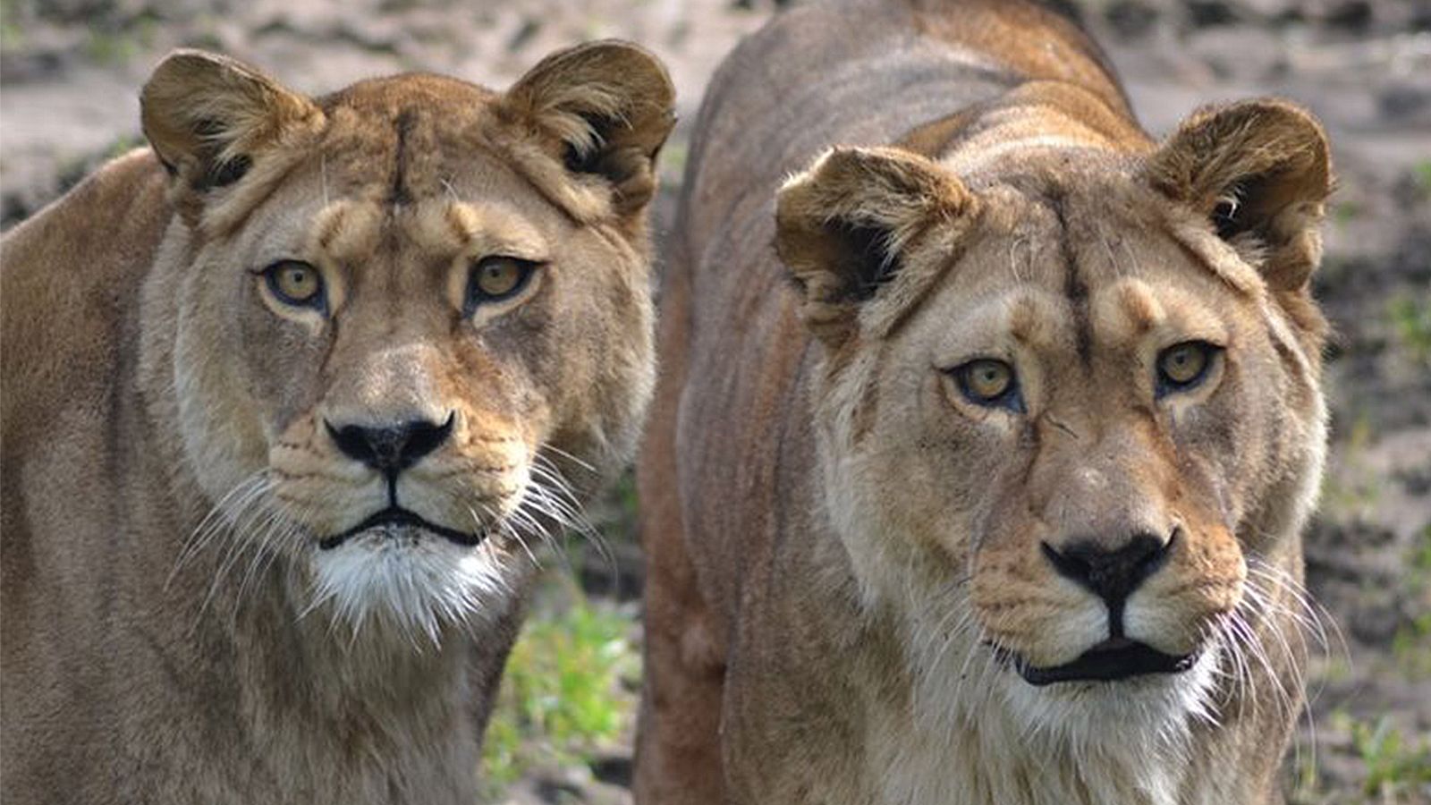 1600x900 Two of the world's rare Barbary lions euthanized together after lifelong bond