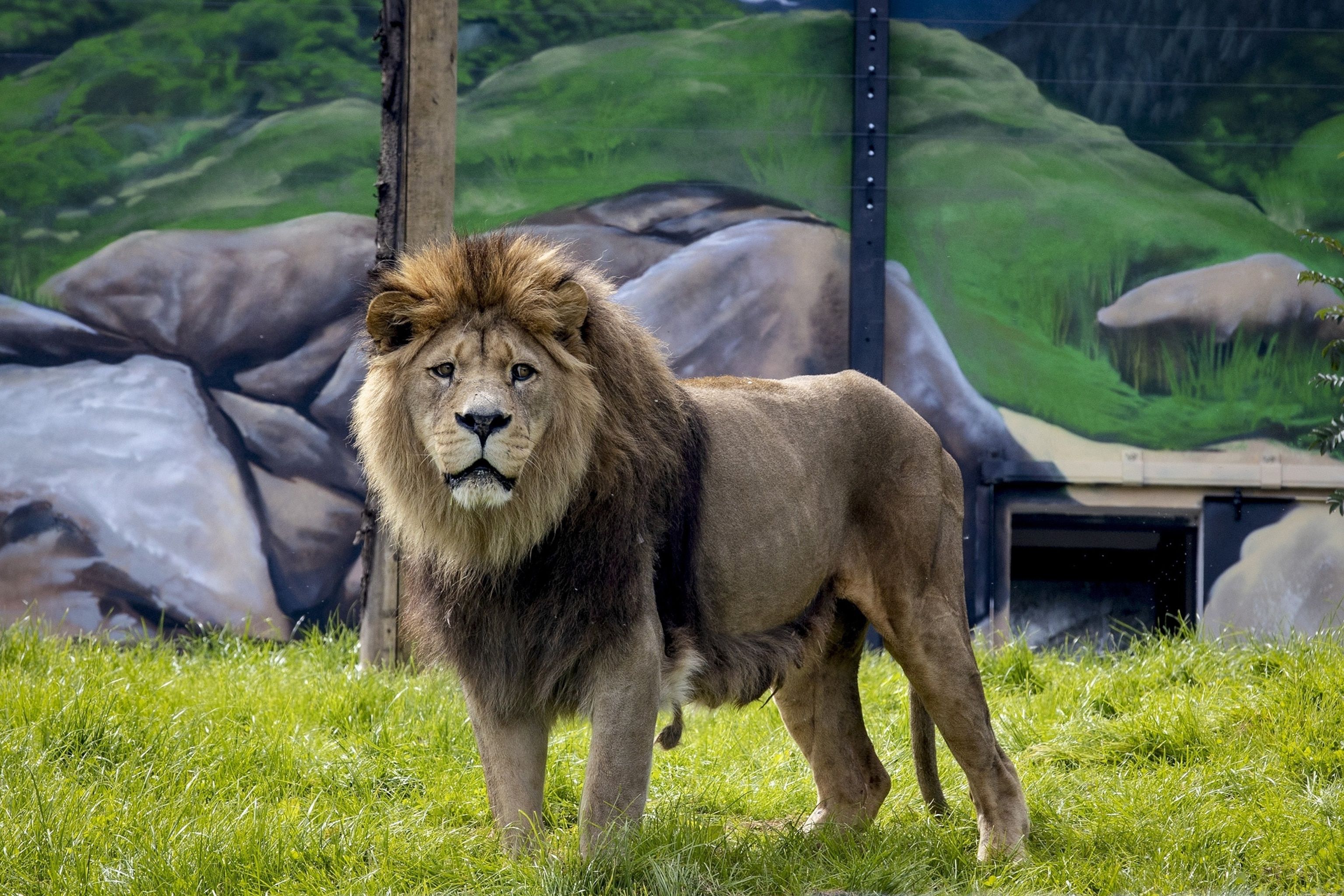 3072x2048 Inquiry launched at Belfast Zoo after worker allegedly locked in lion enclosure