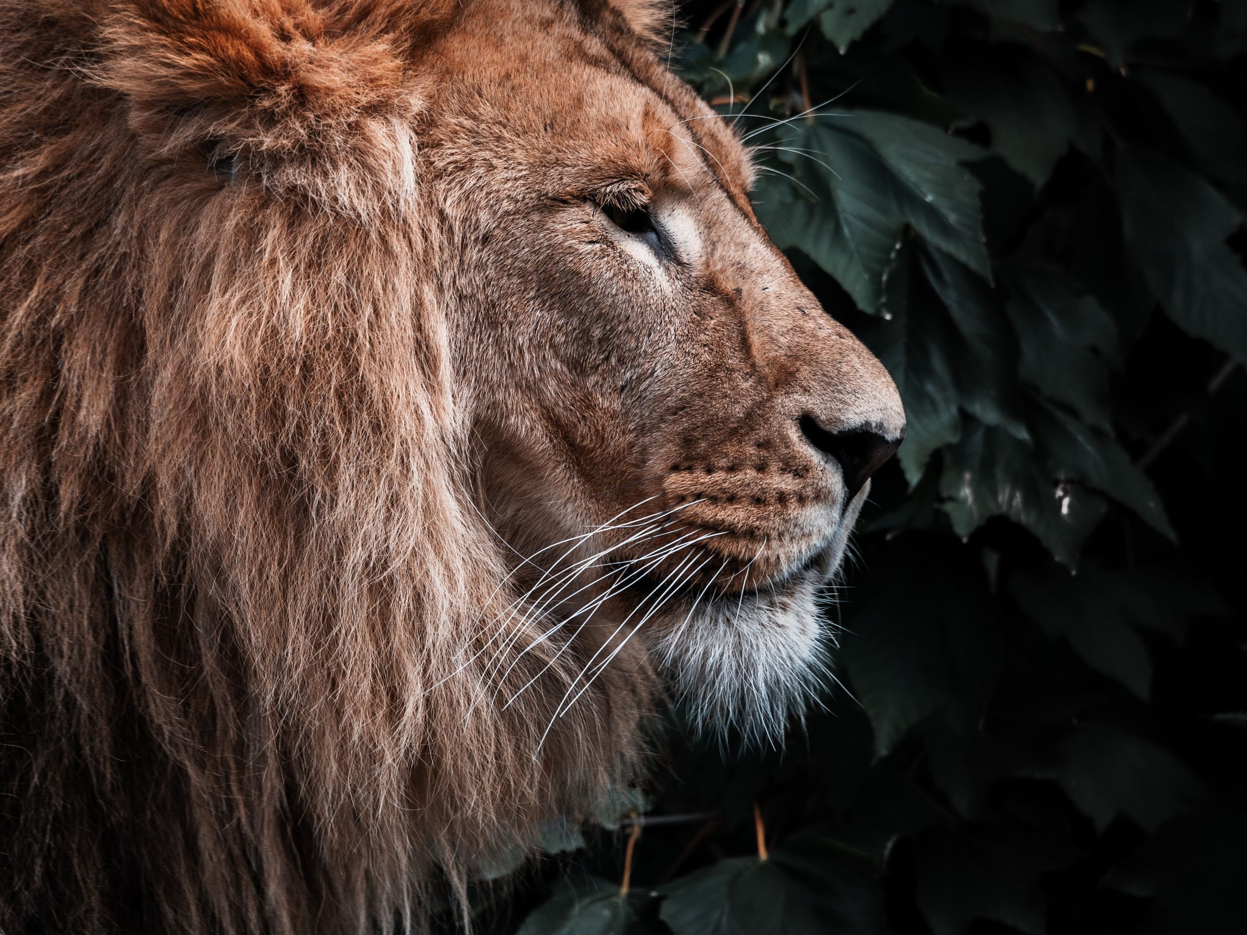 2560x1920 Download Leo of Barbary, A lion, Animal, Wild Wallpaper in 2560x1920 Resolution