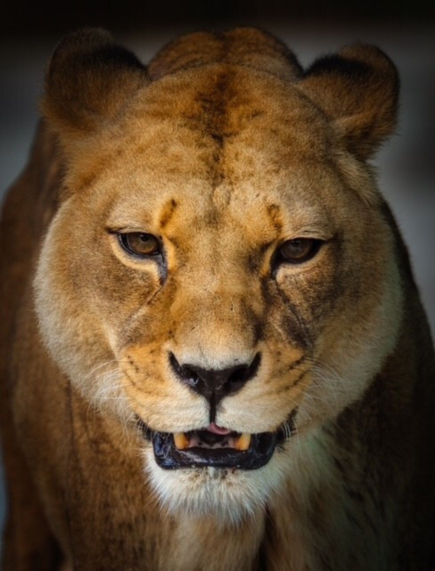 1440x1889 Belfast Zoo mourns loss of rare Barbary lionesses who were 'fondly remembered'