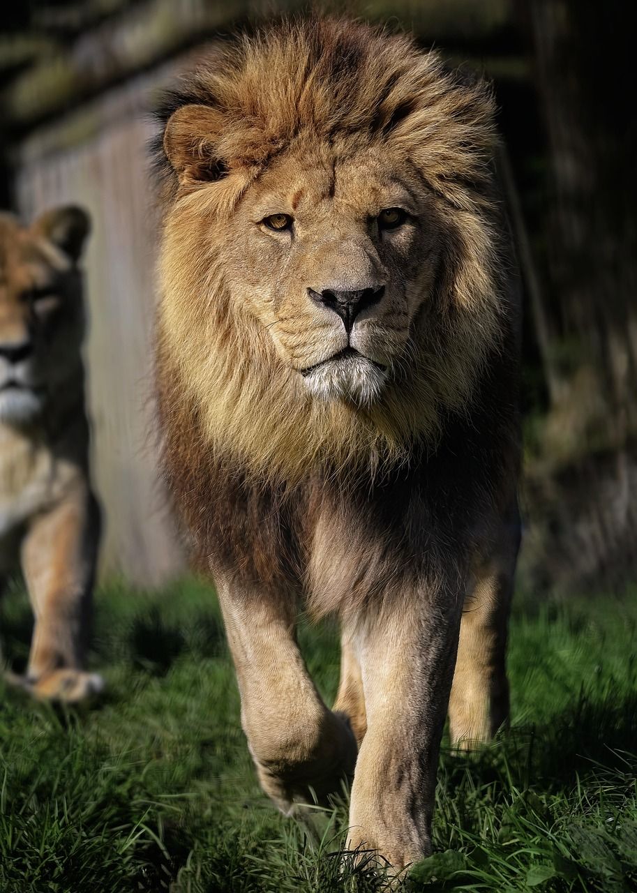 913x1280 Male lion with full mane photo