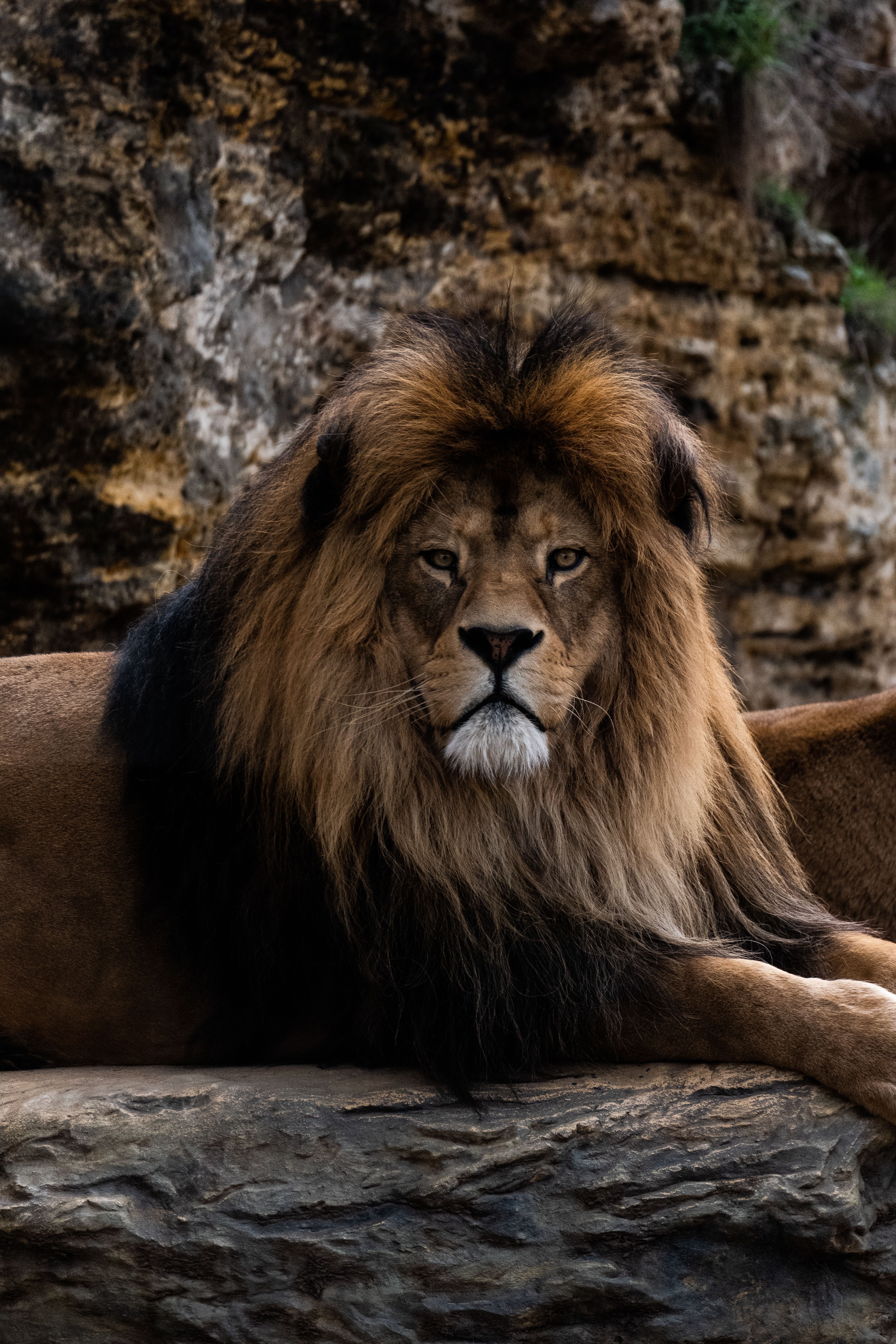 4000x6000 Photo of a Majestic Lion · Free