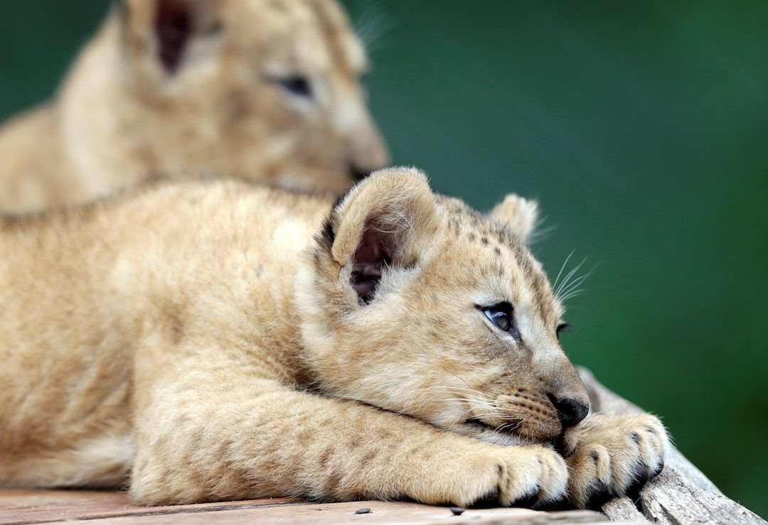 1080x739 Rare Barbary lion cubs make their debut at Czech Zoo
