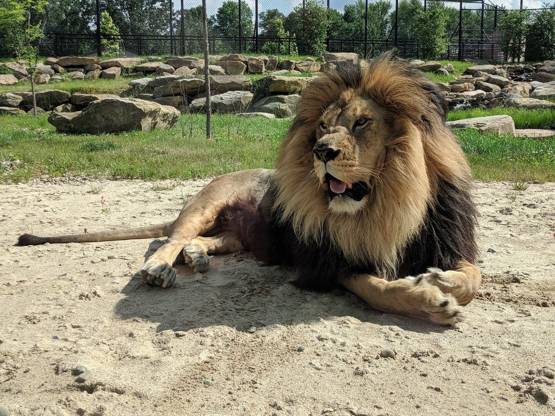 1920x1440 Love For Living Animals: Barbary Lions Only in Captivity?