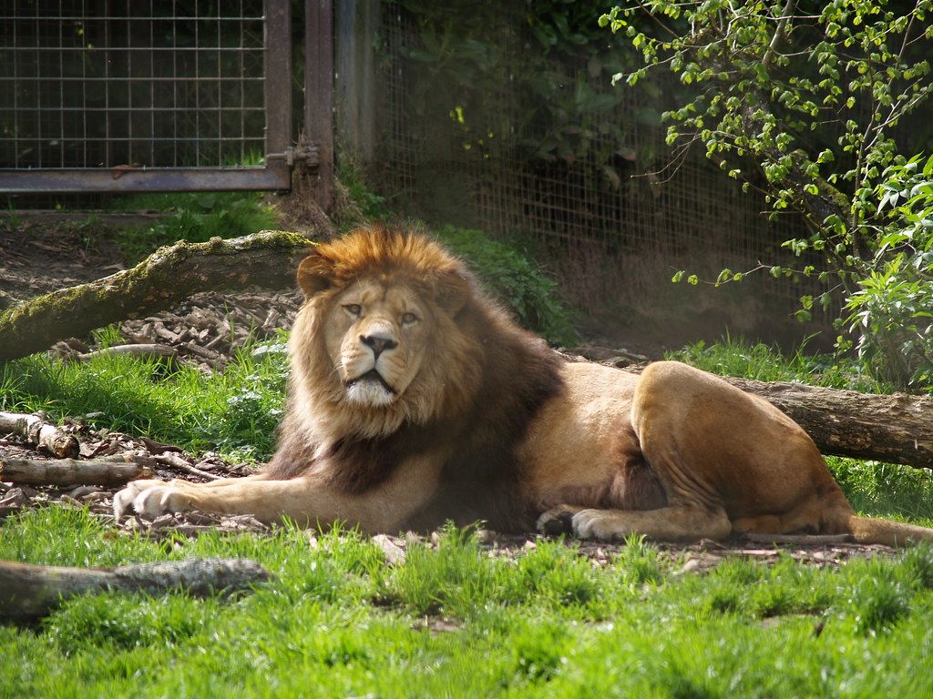 1024x768 Barbary Lion. Male Lion basking in the sun