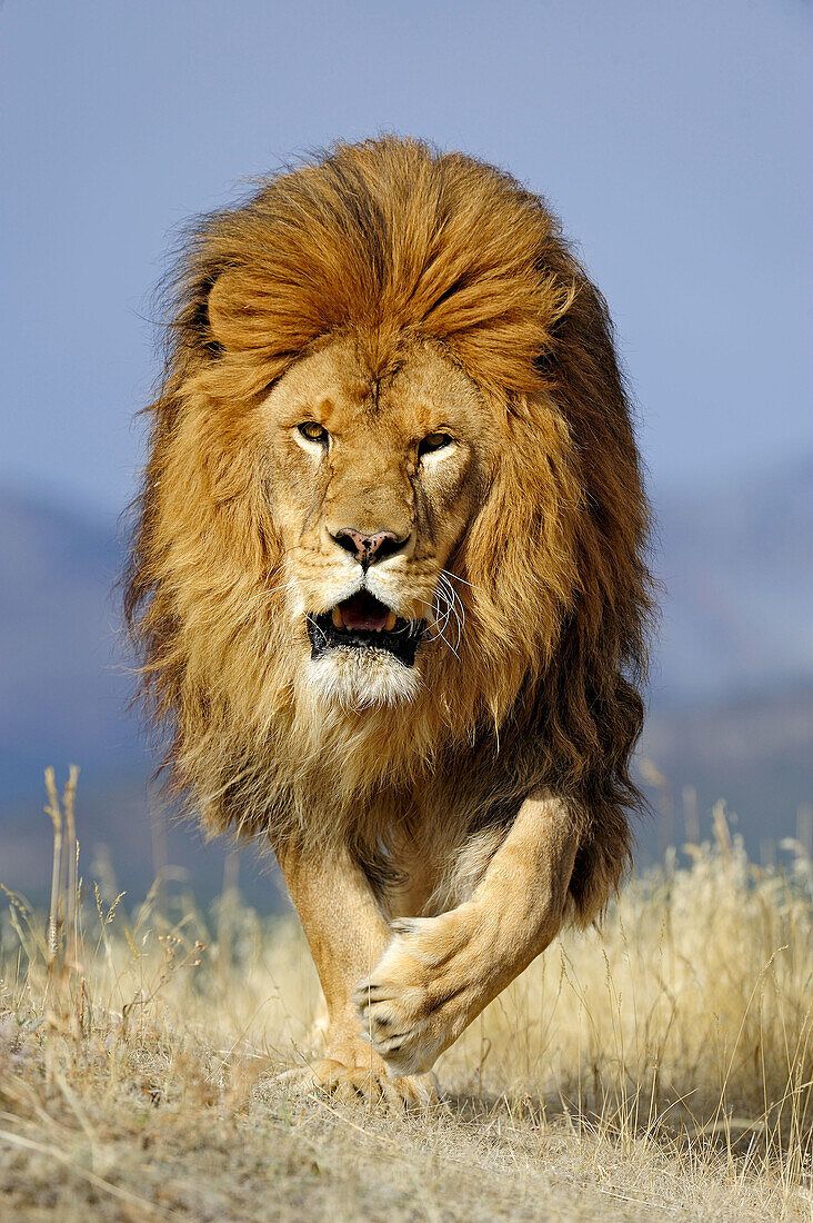 732x1100 Barbary lion Panthera leo, extinct in